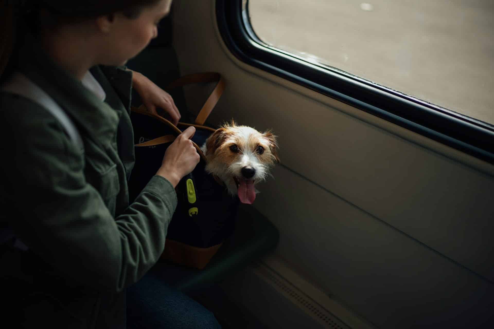 Delta’s Pet Policy: Traveling with Your Furry Friend