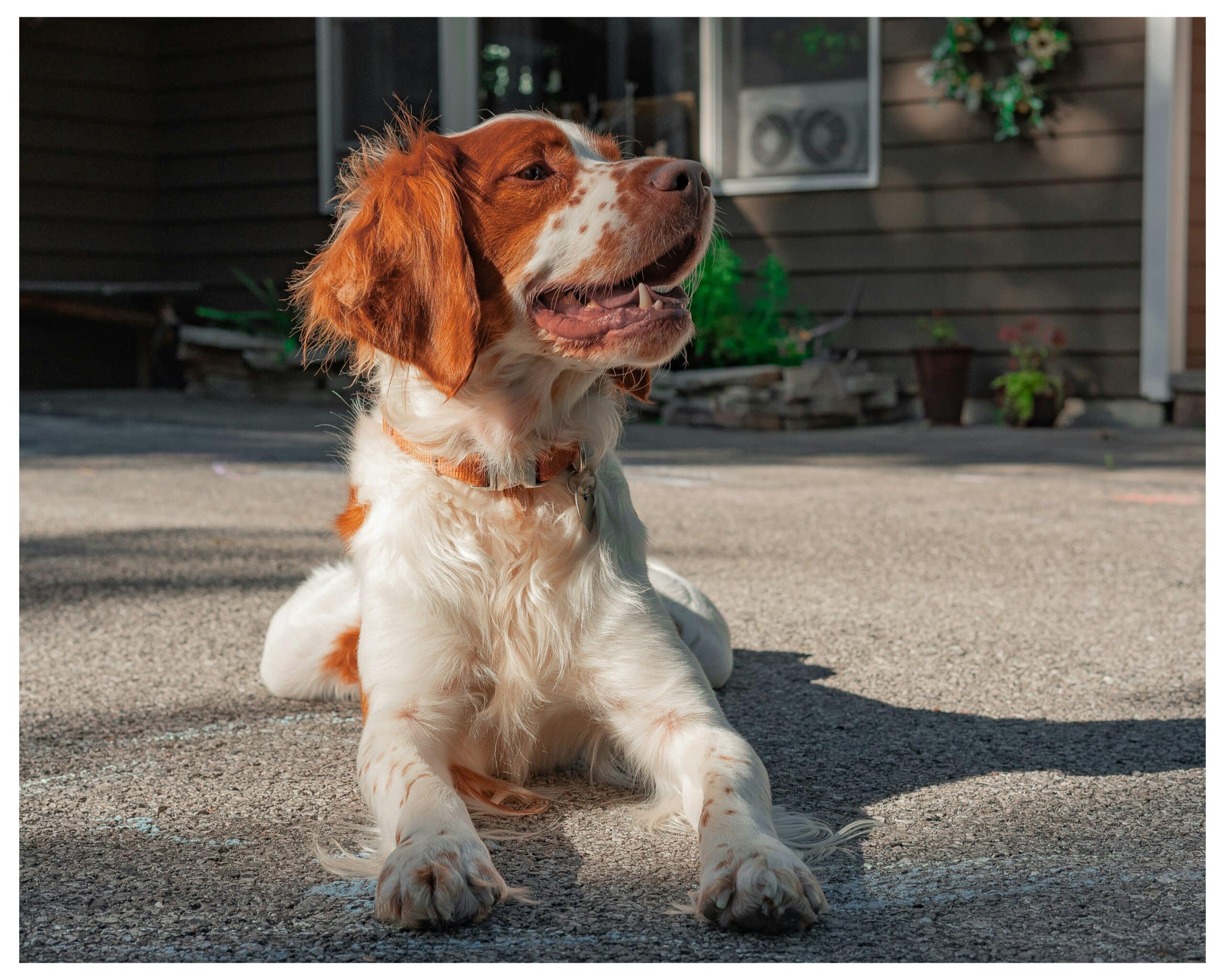 10 Dog Friendly Cabins in Michigan