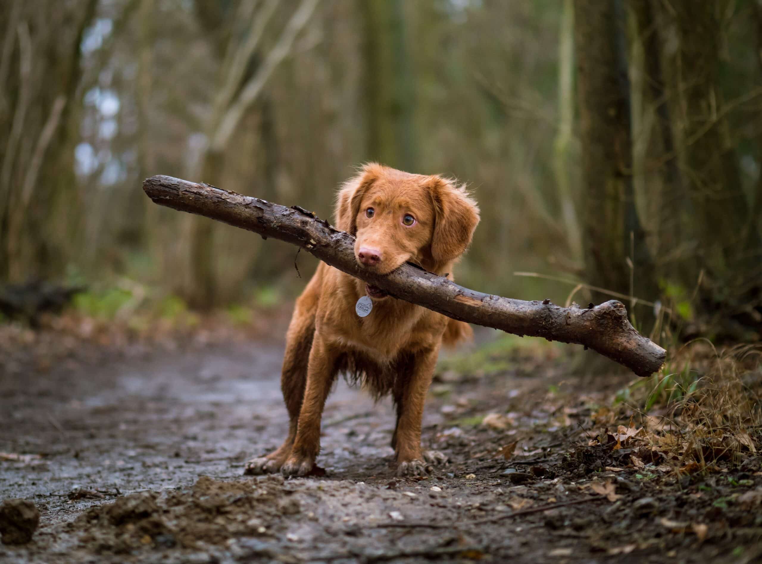 Nature Dog Names