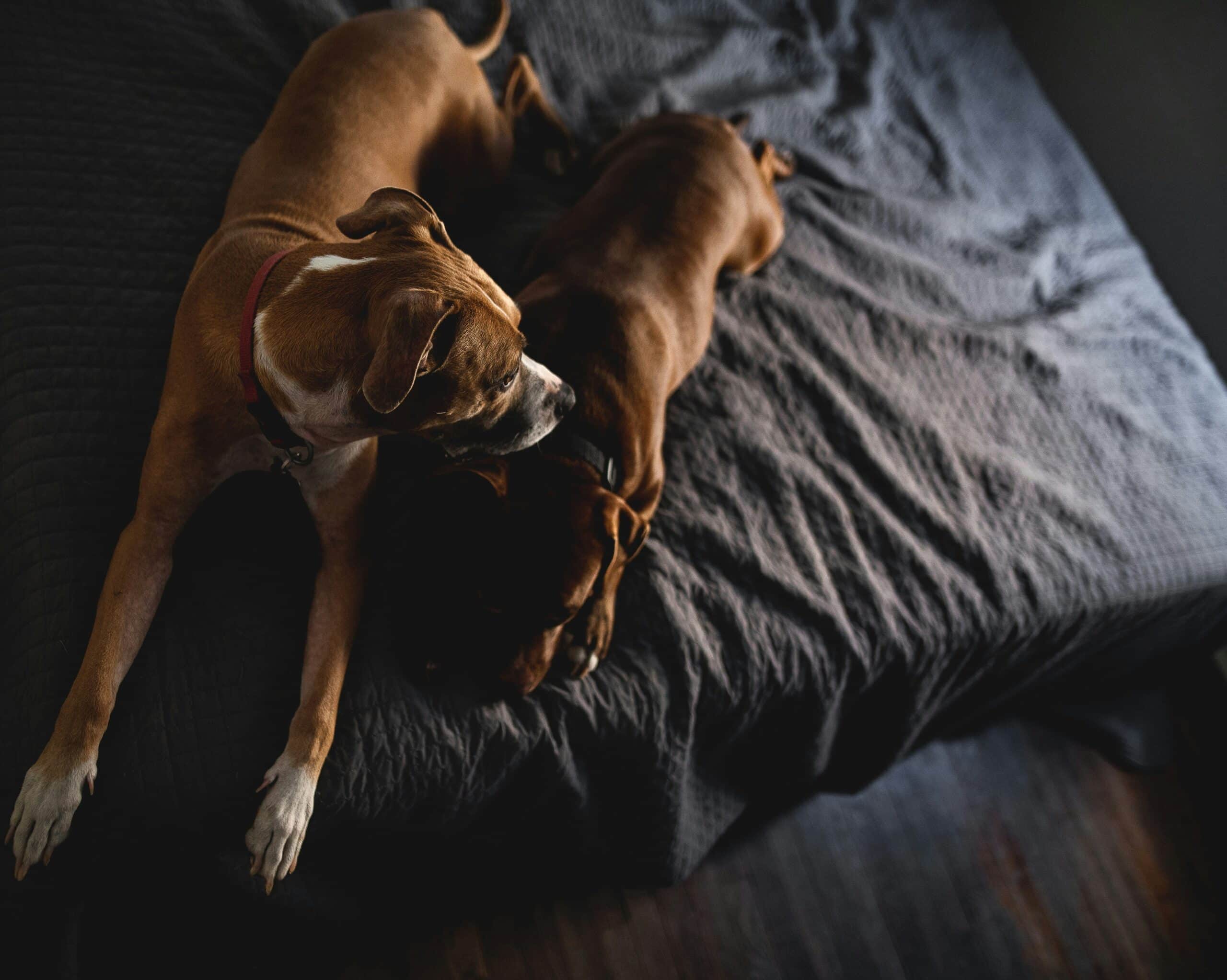 Holiday Inn Pet Policy