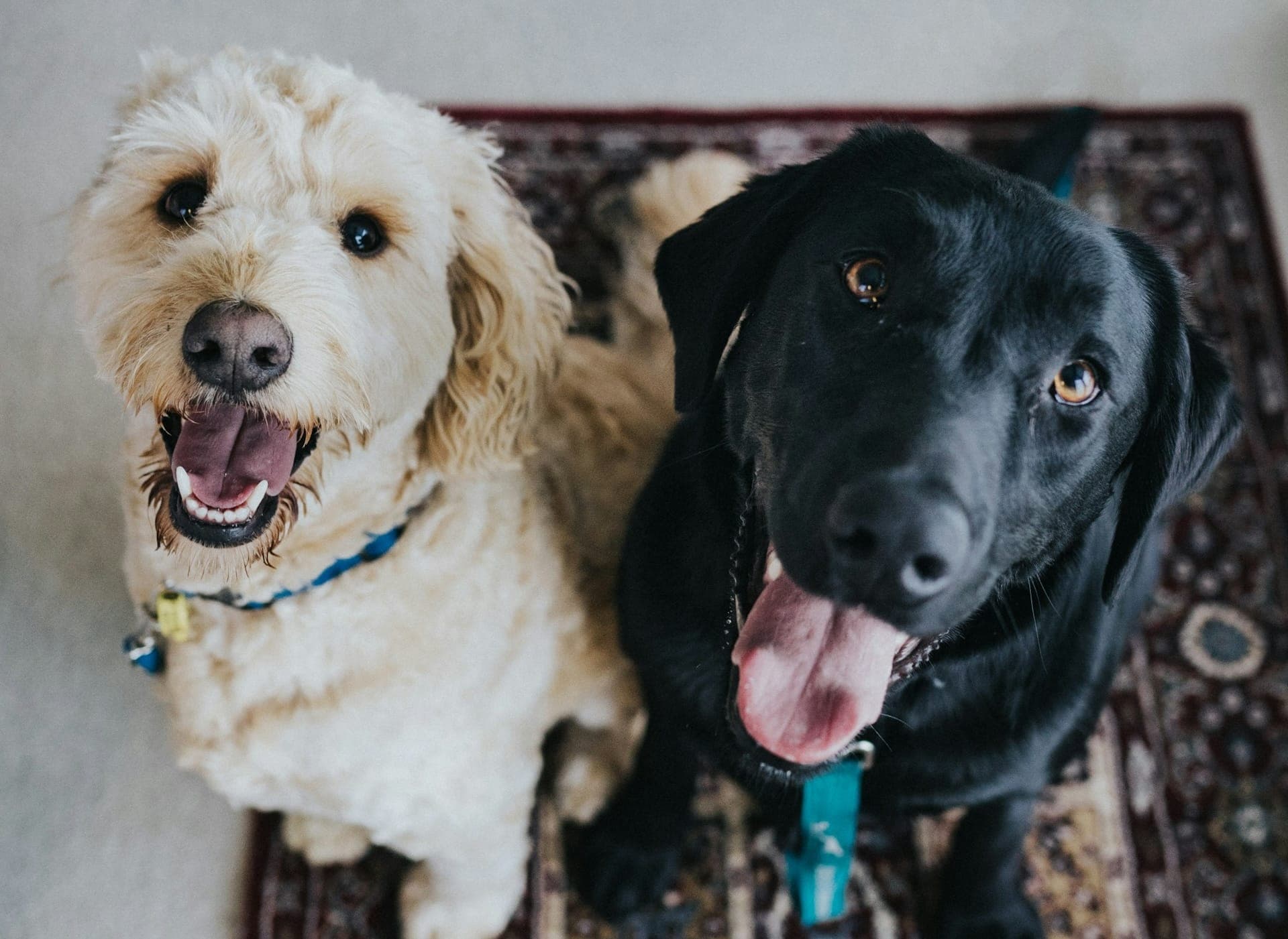 5 Indoor Dog Activities for Denver Pups