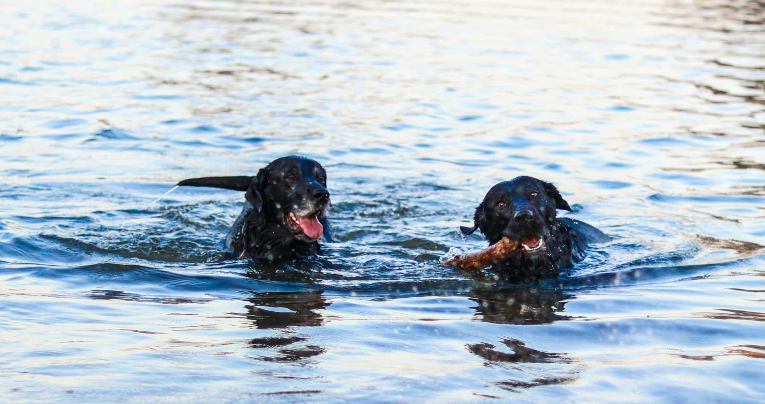 10 Dog Friendly Hotels in Lake Tahoe