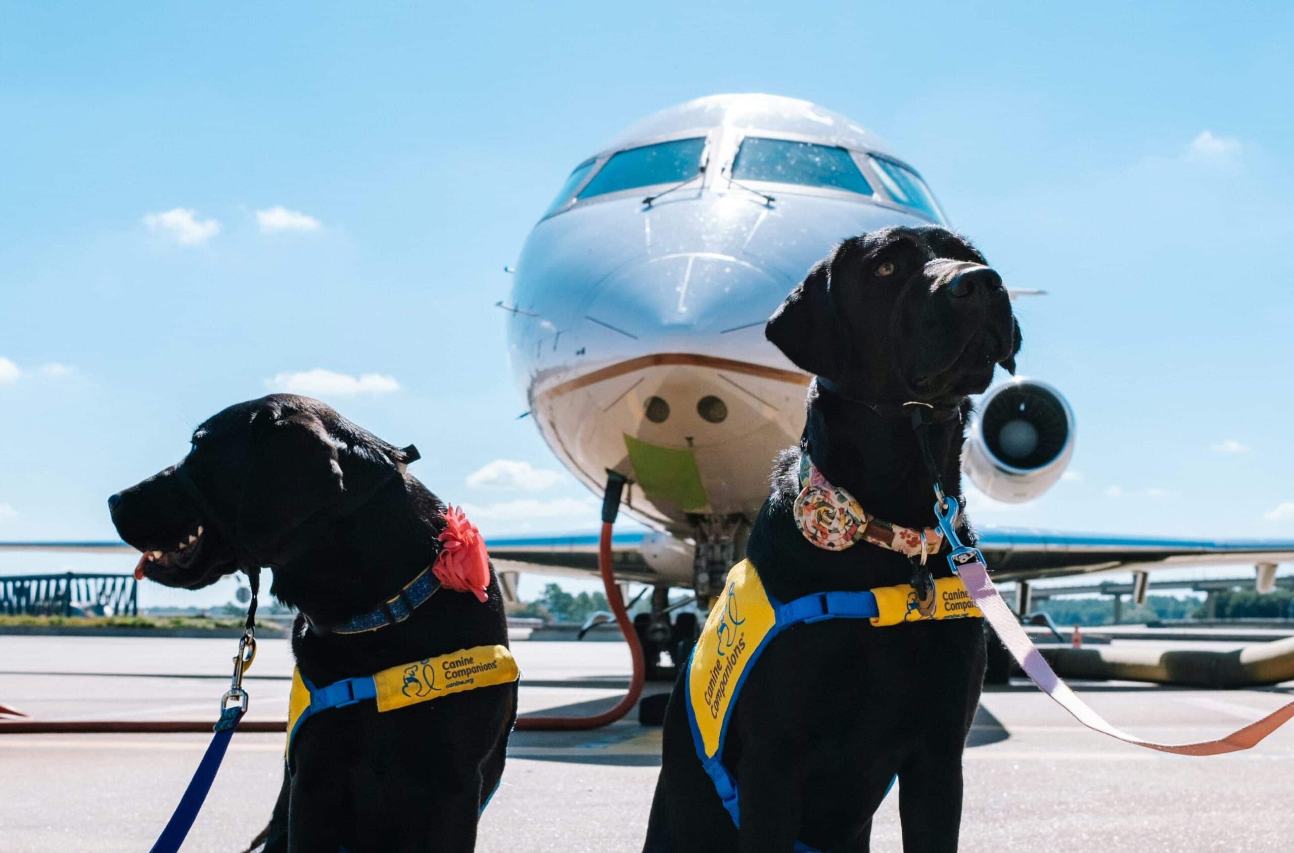 Spirit Airlines Pet Policy: Everything You Need to Know