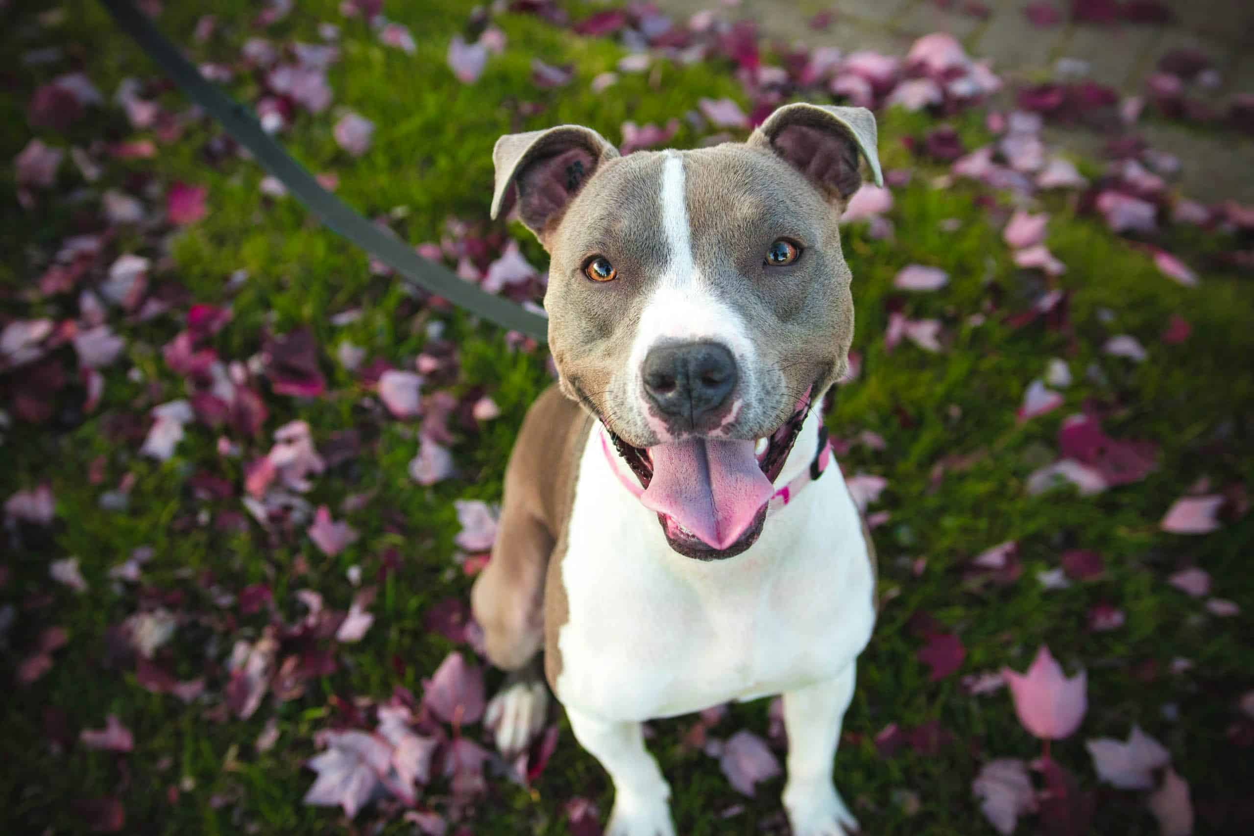 10 Dog Friendly Hotels in Asheville, NC