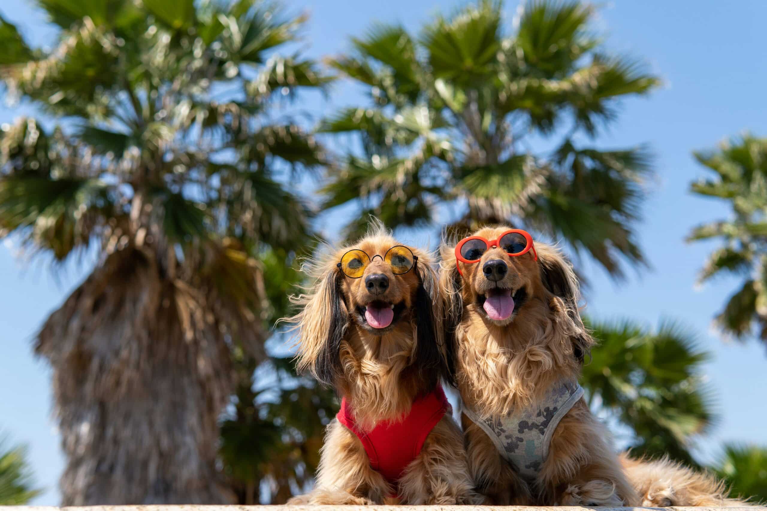 10 Dog Friendly Hotels in Key West