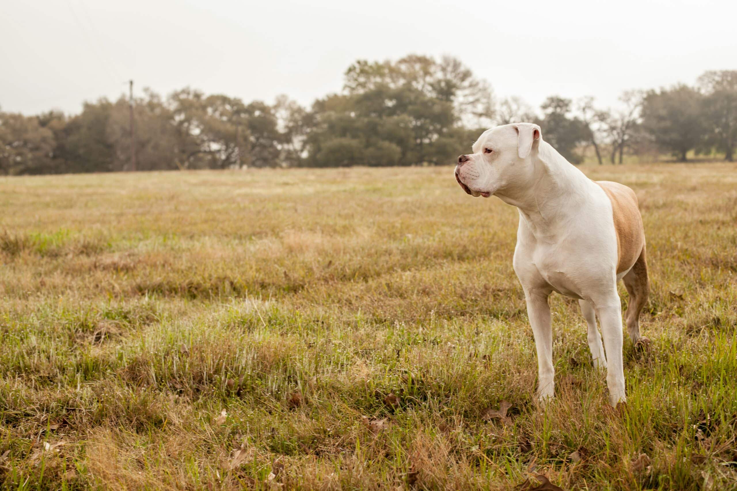 KLM Pet Policy