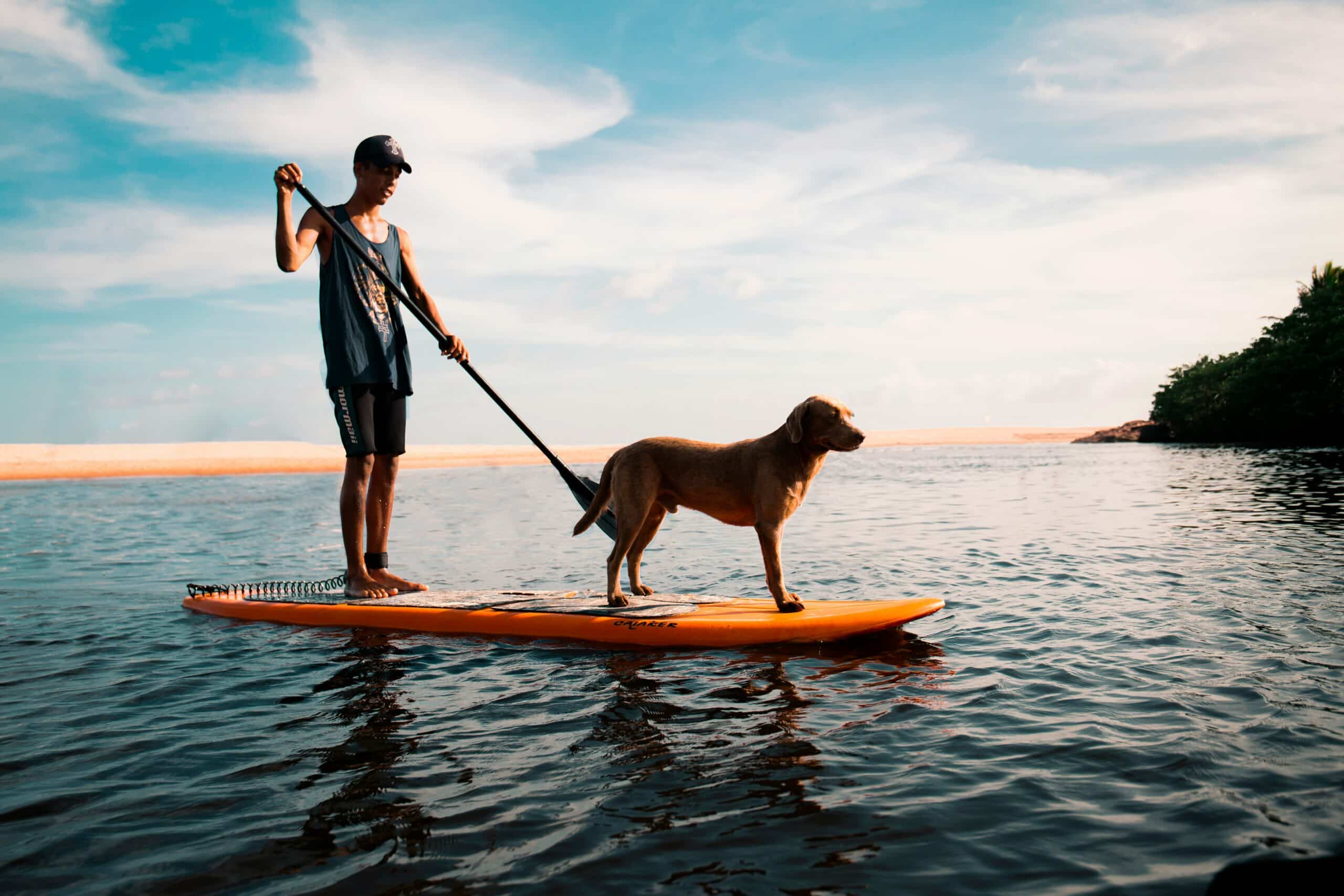 10 Dog Friendly Beaches in San Diego