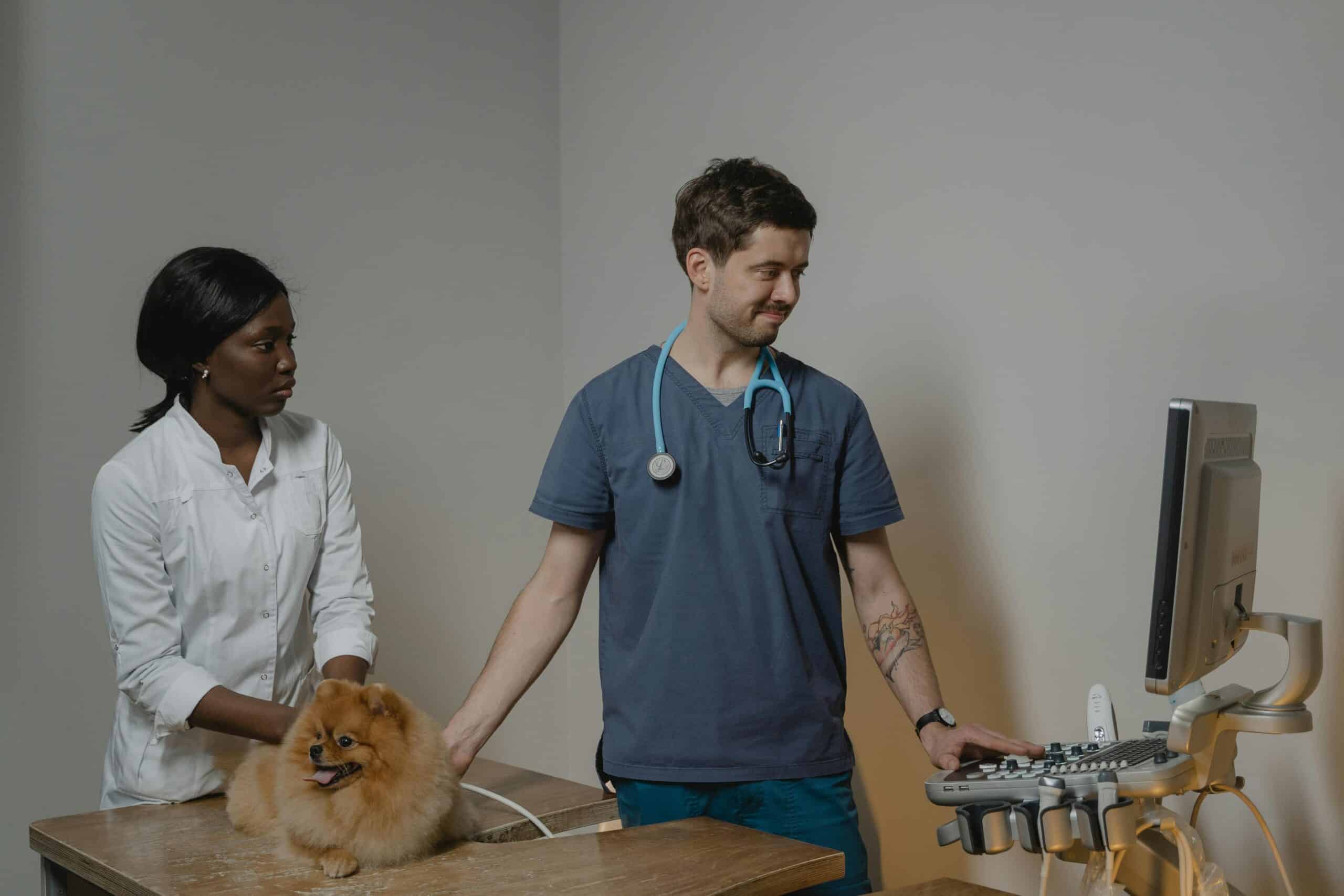 How to Prepare for an Emergency Vet Visit
