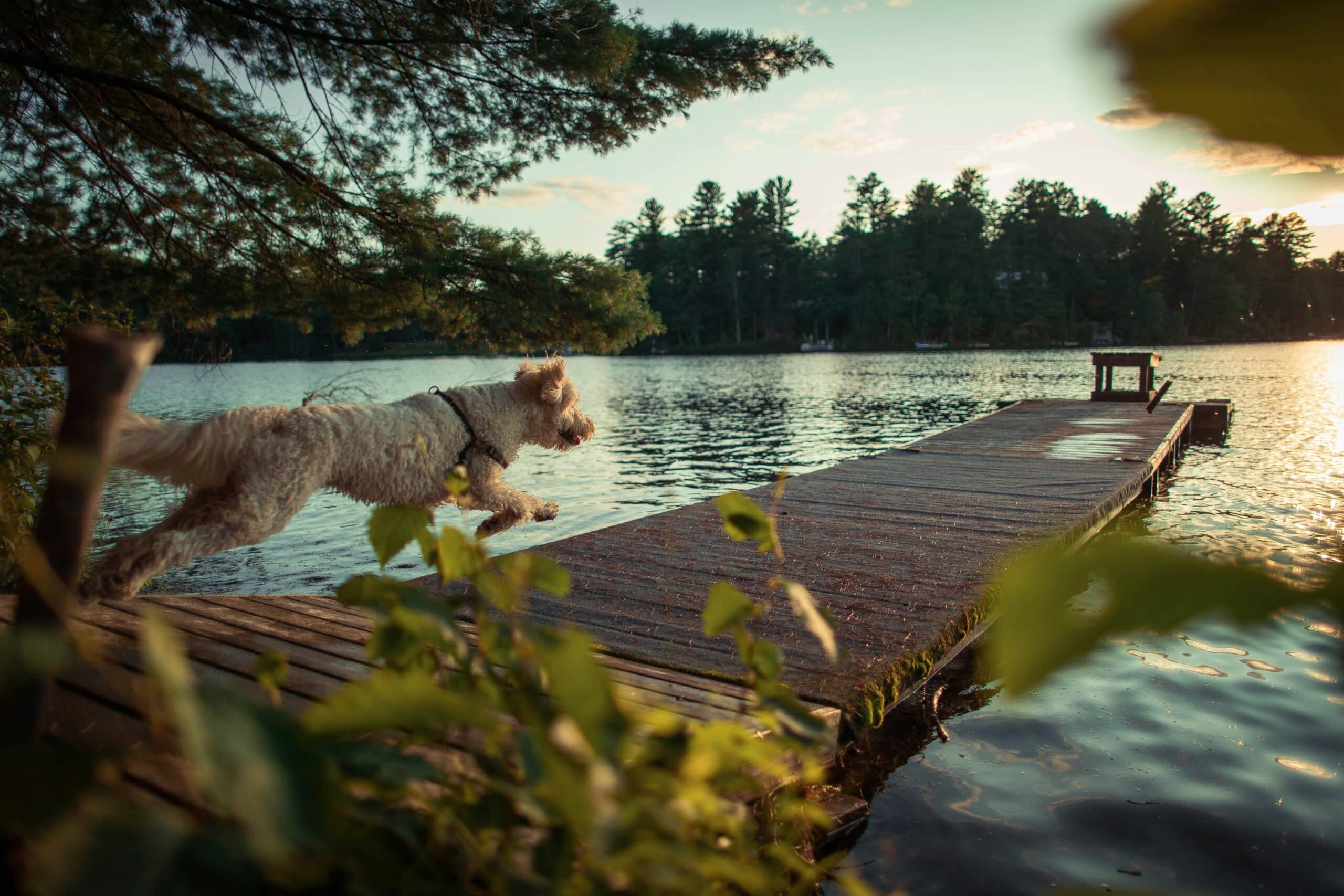 10 Dog-Friendly Cabins in Pigeon Forge