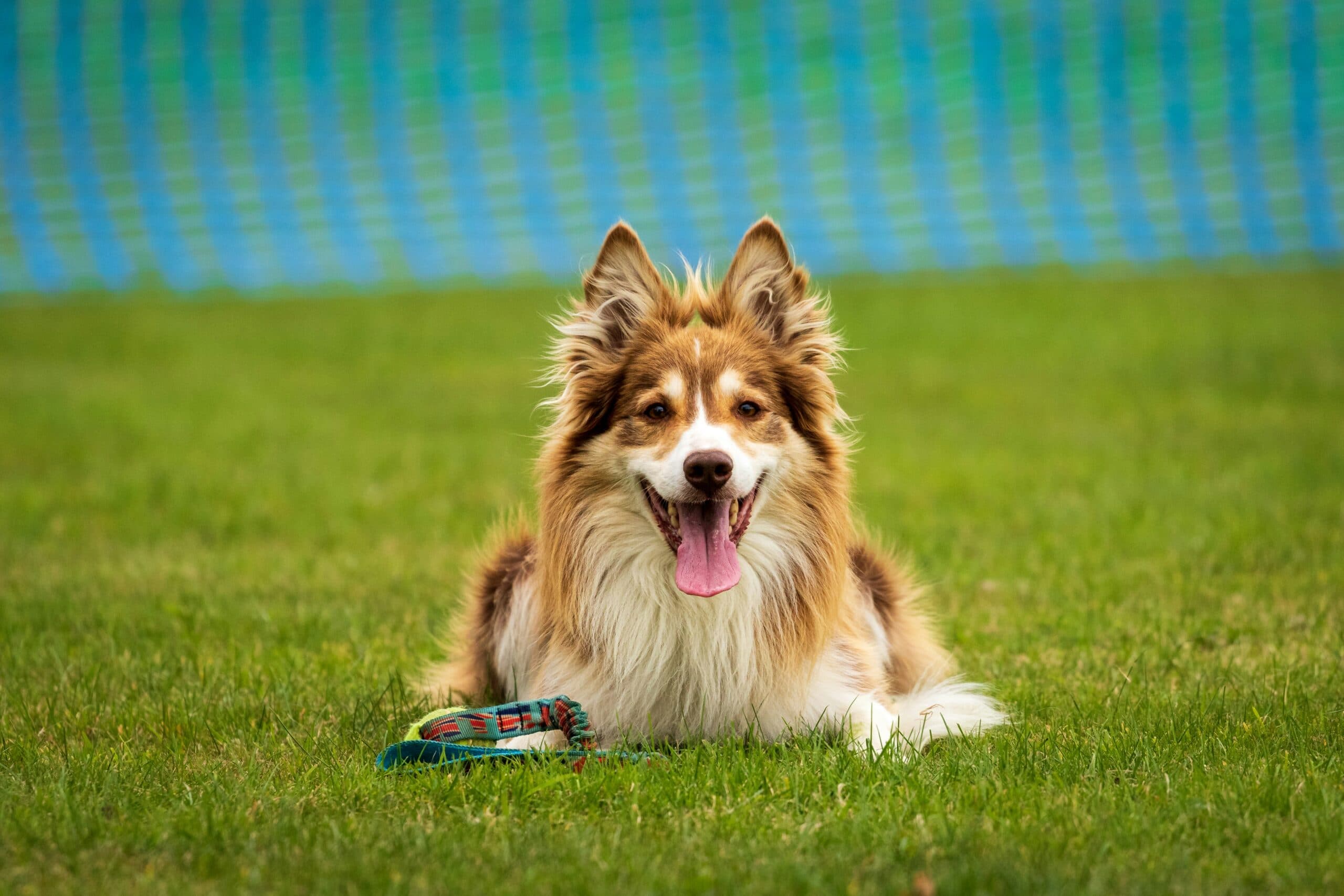 Tailored Dog Training Programs for Different Breeds