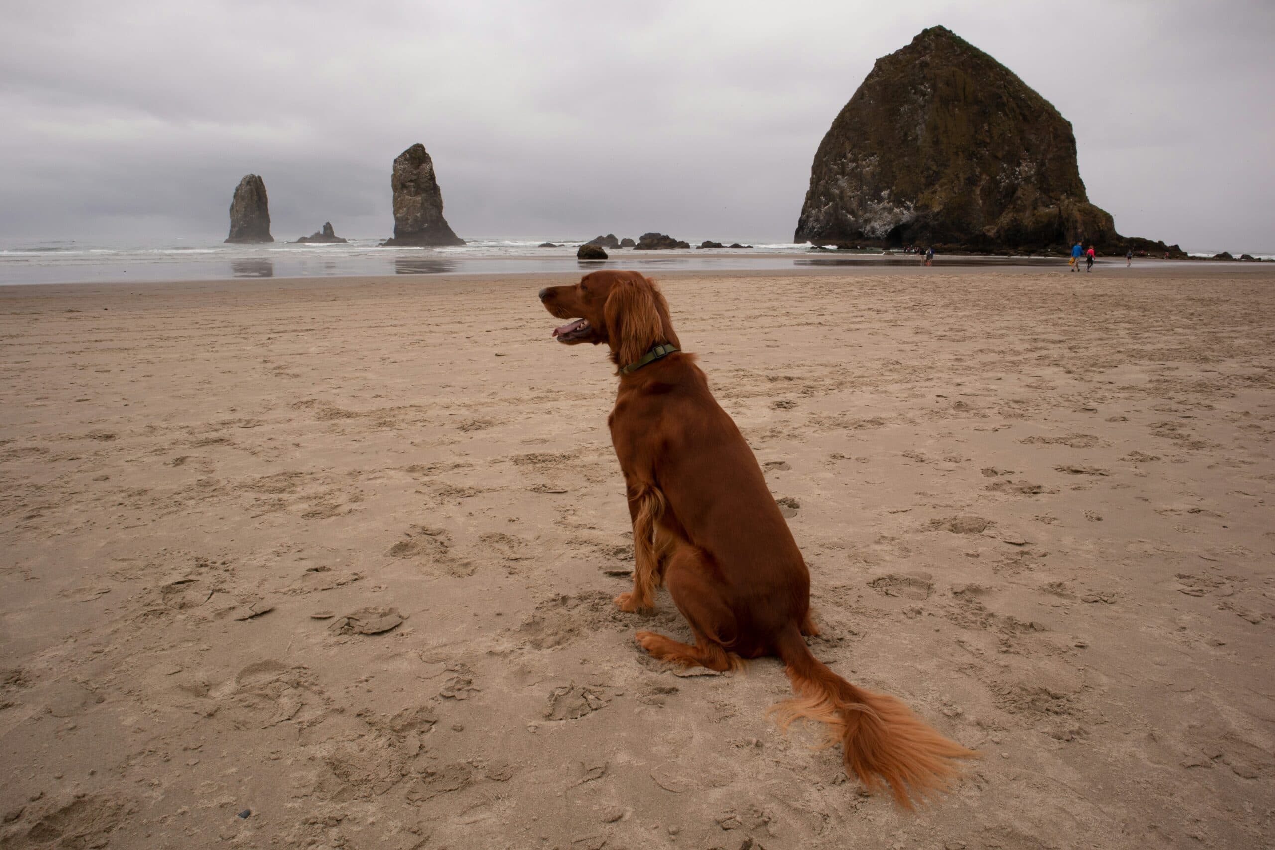10 Dog Friendly Beaches in New Jersey