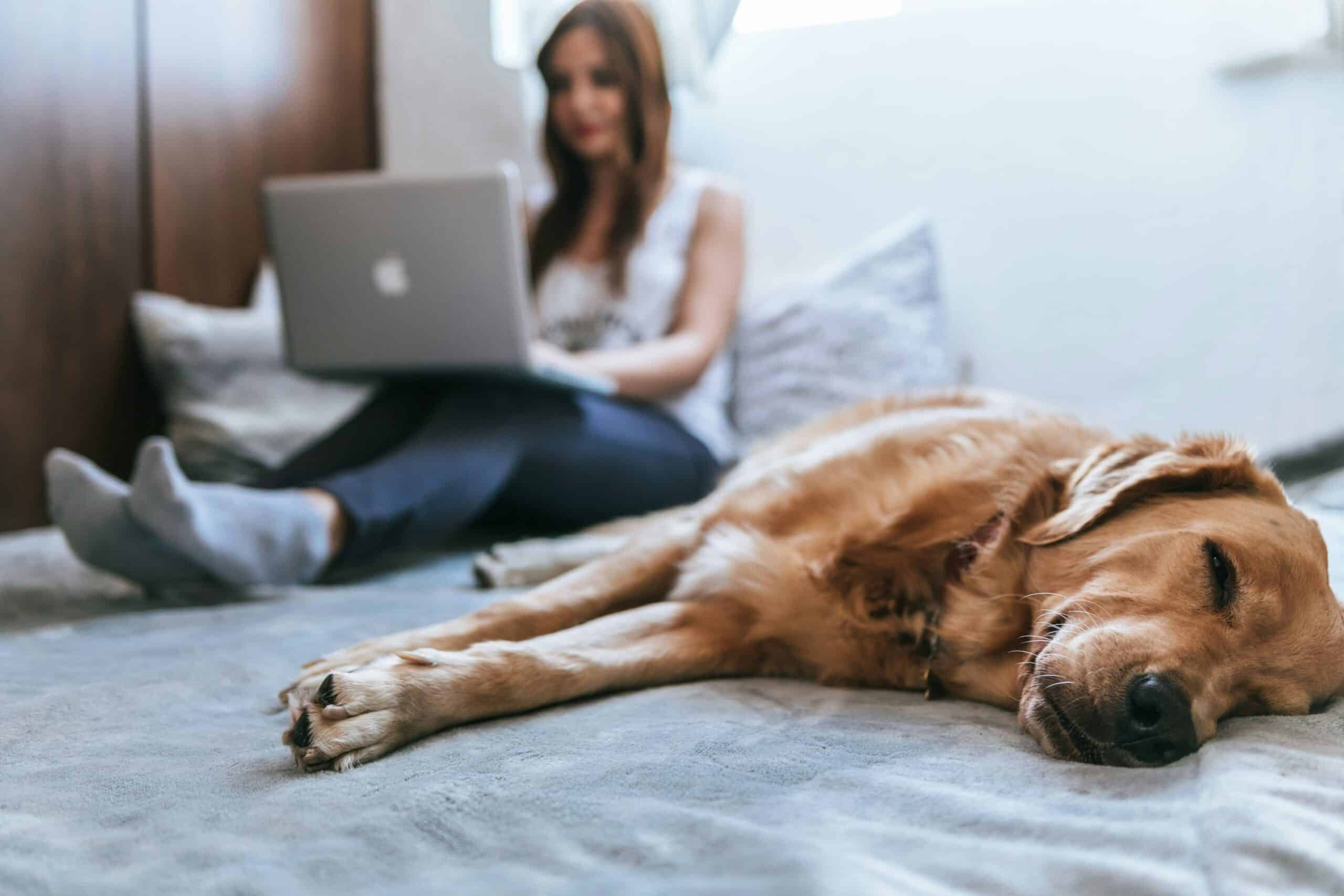 Top 4 Easy Tricks To Teach Your Dog If You Live in a Dorm