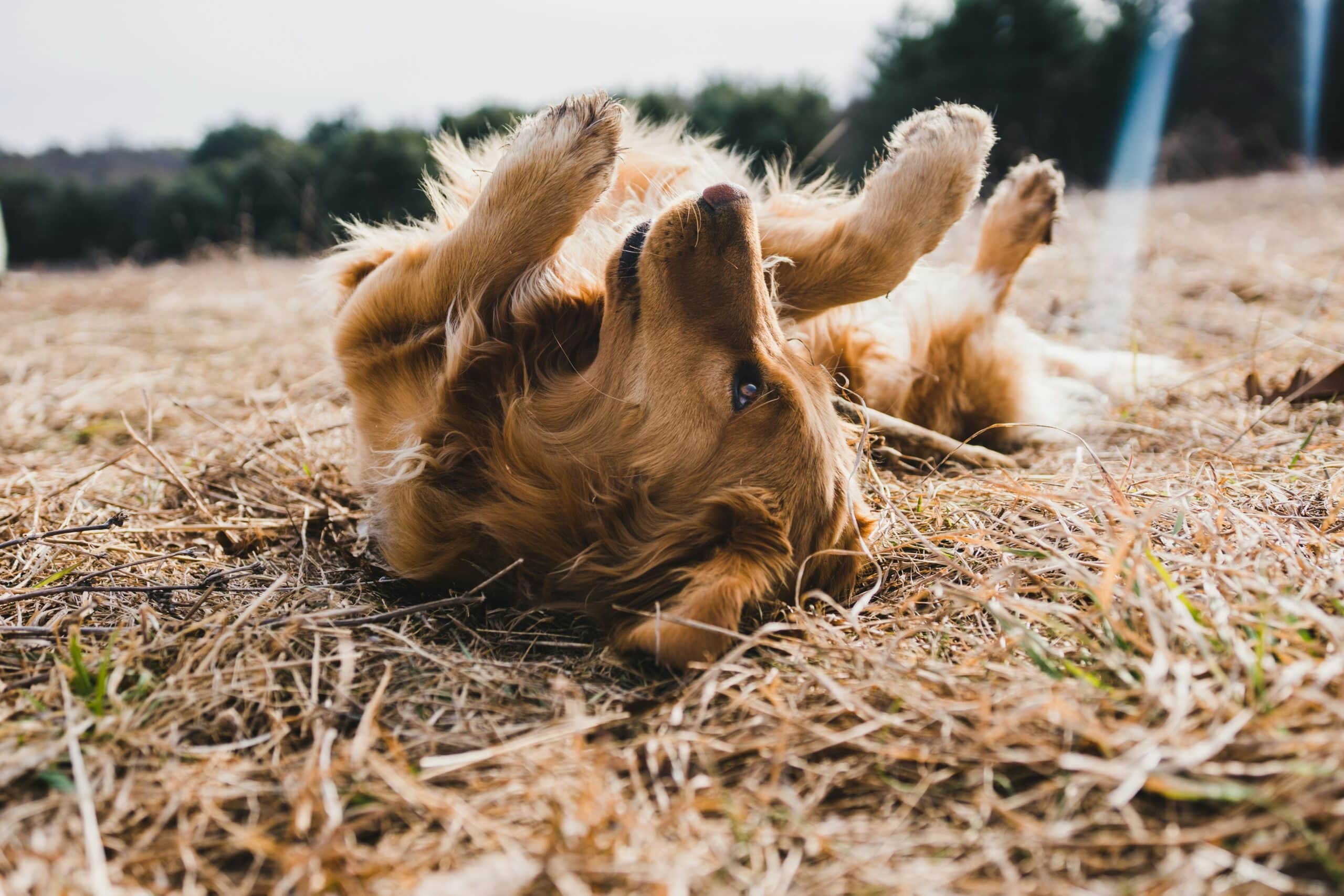 17 Best Dog Quotes: Only Dog Lovers Will Understand