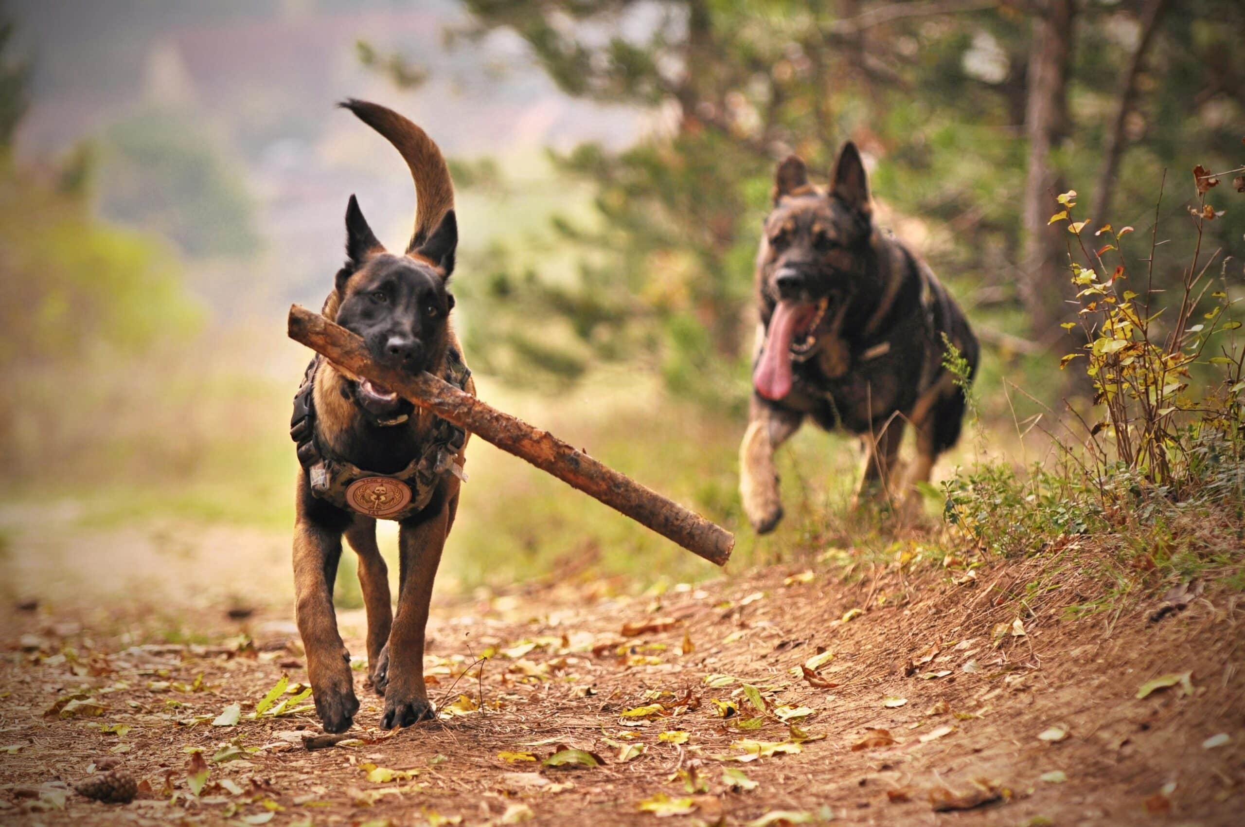 Traveling with Your Furry Friend: Amtrak’s Pet Policy