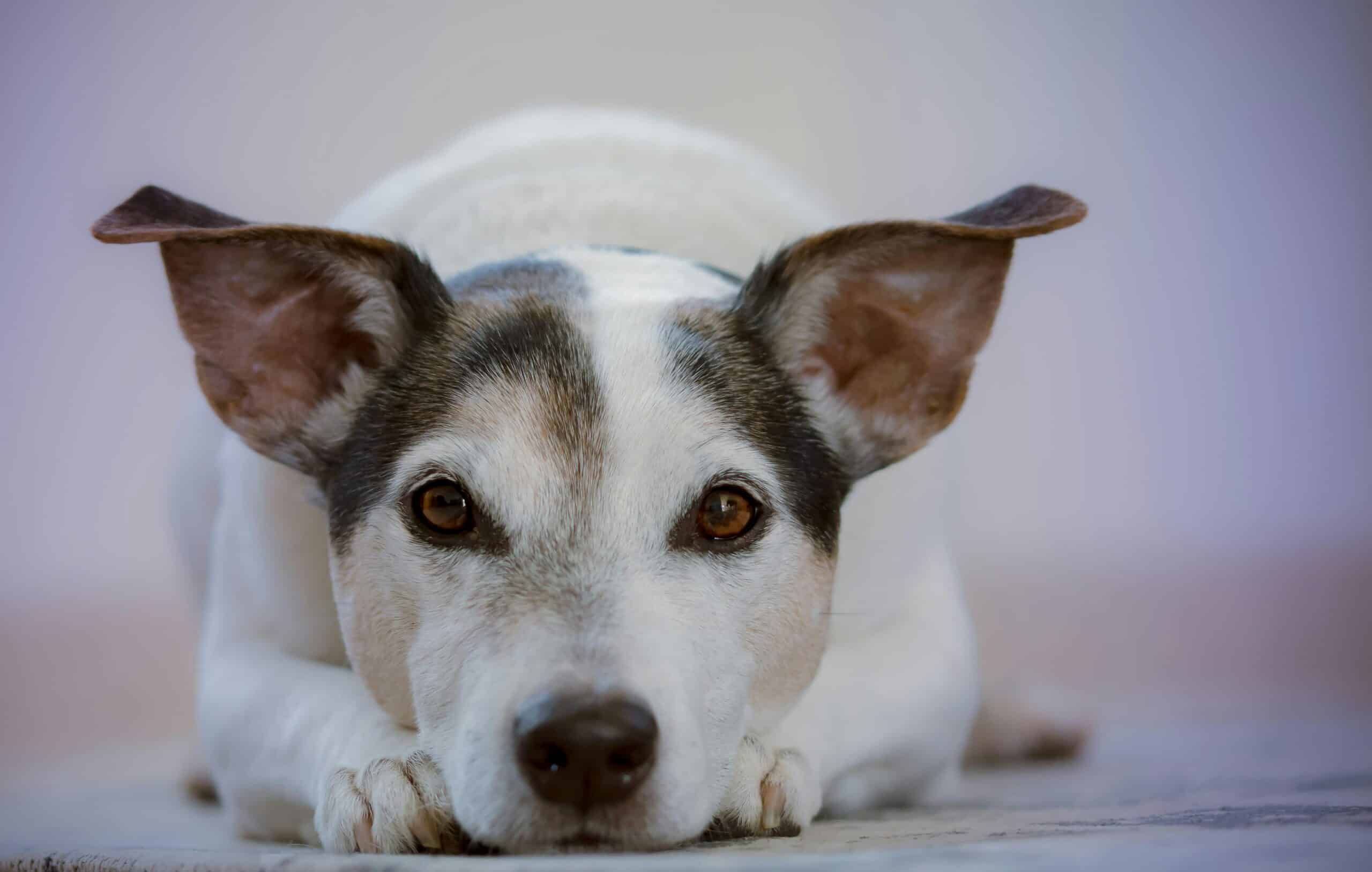 Volaris Pet Policy