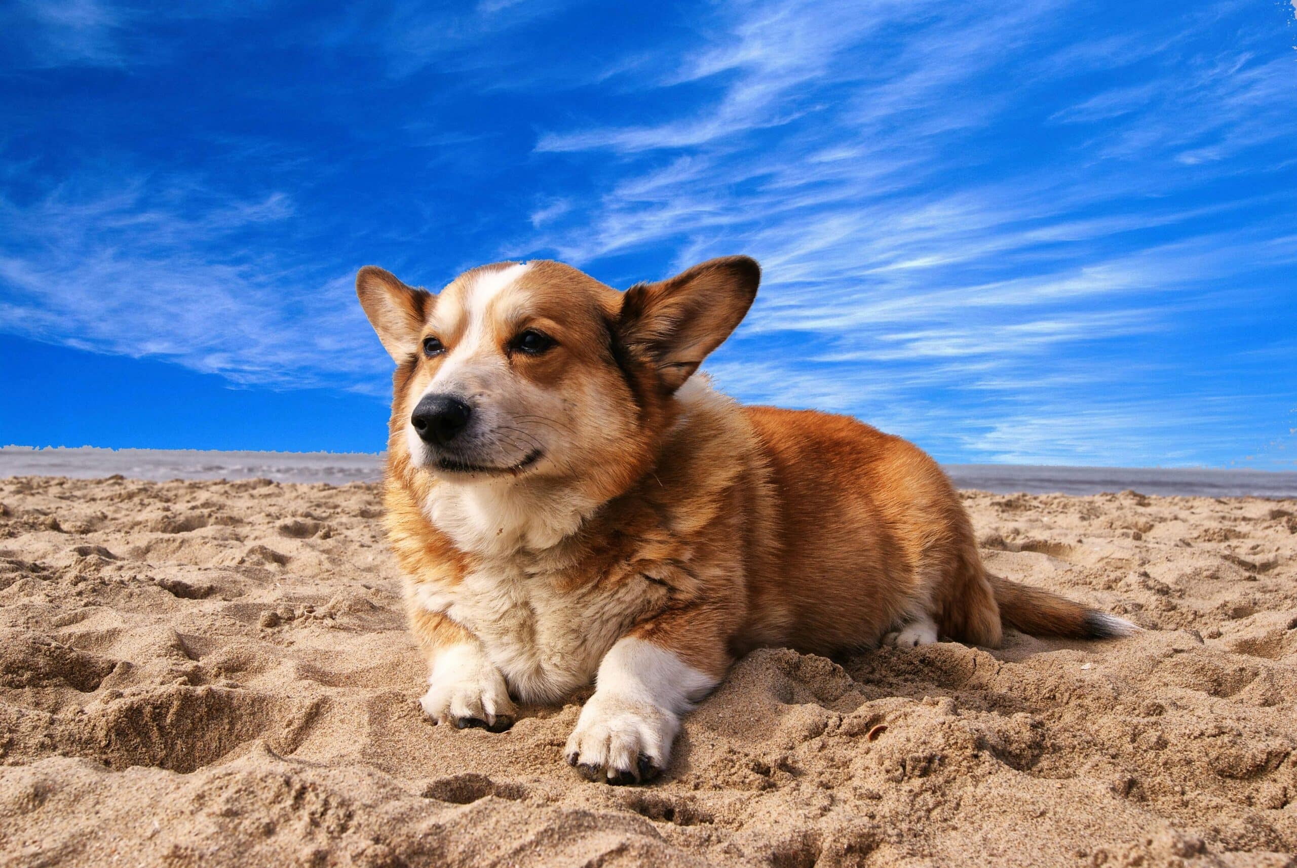 Iberia Pet Policy: Everything You Need to Know