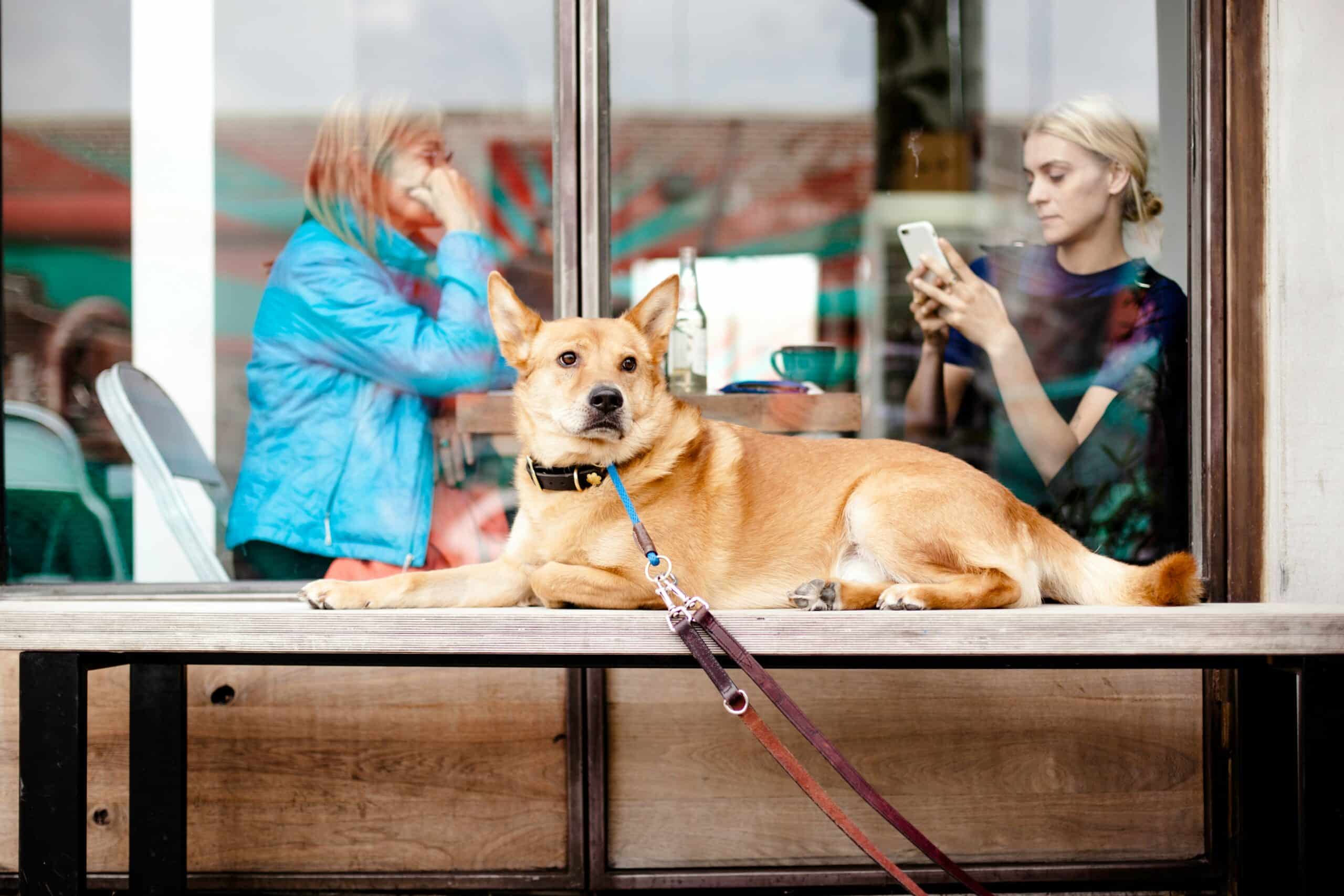 6 Common Hazards for Dogs On City Streets and How to Avoid Them