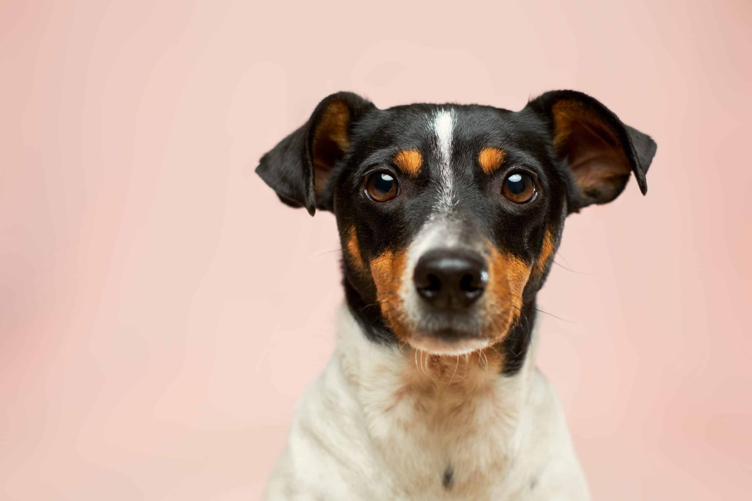 Welcome to the Comfort Inn Pet Policy Blog