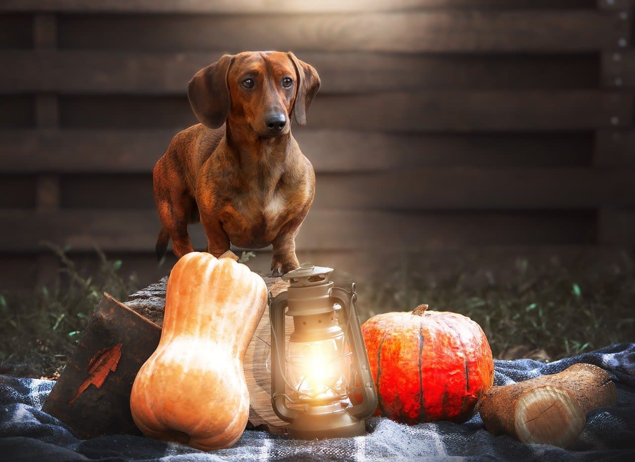 Are Dogs Allowed in Spirit Halloween?