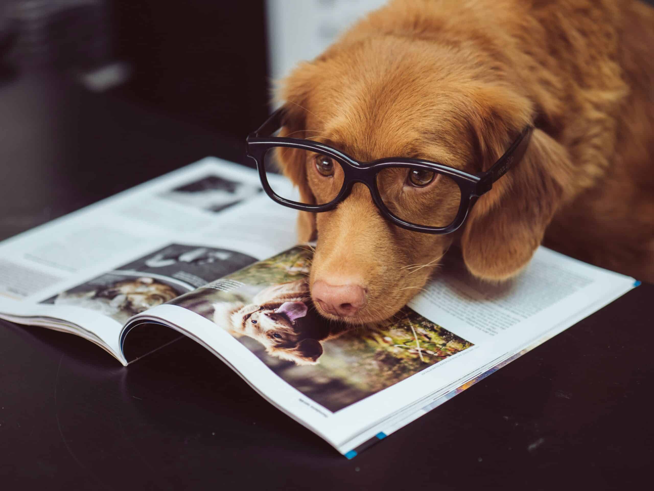 Can You Have Pets in Dorms? Dog-Friendly College Living