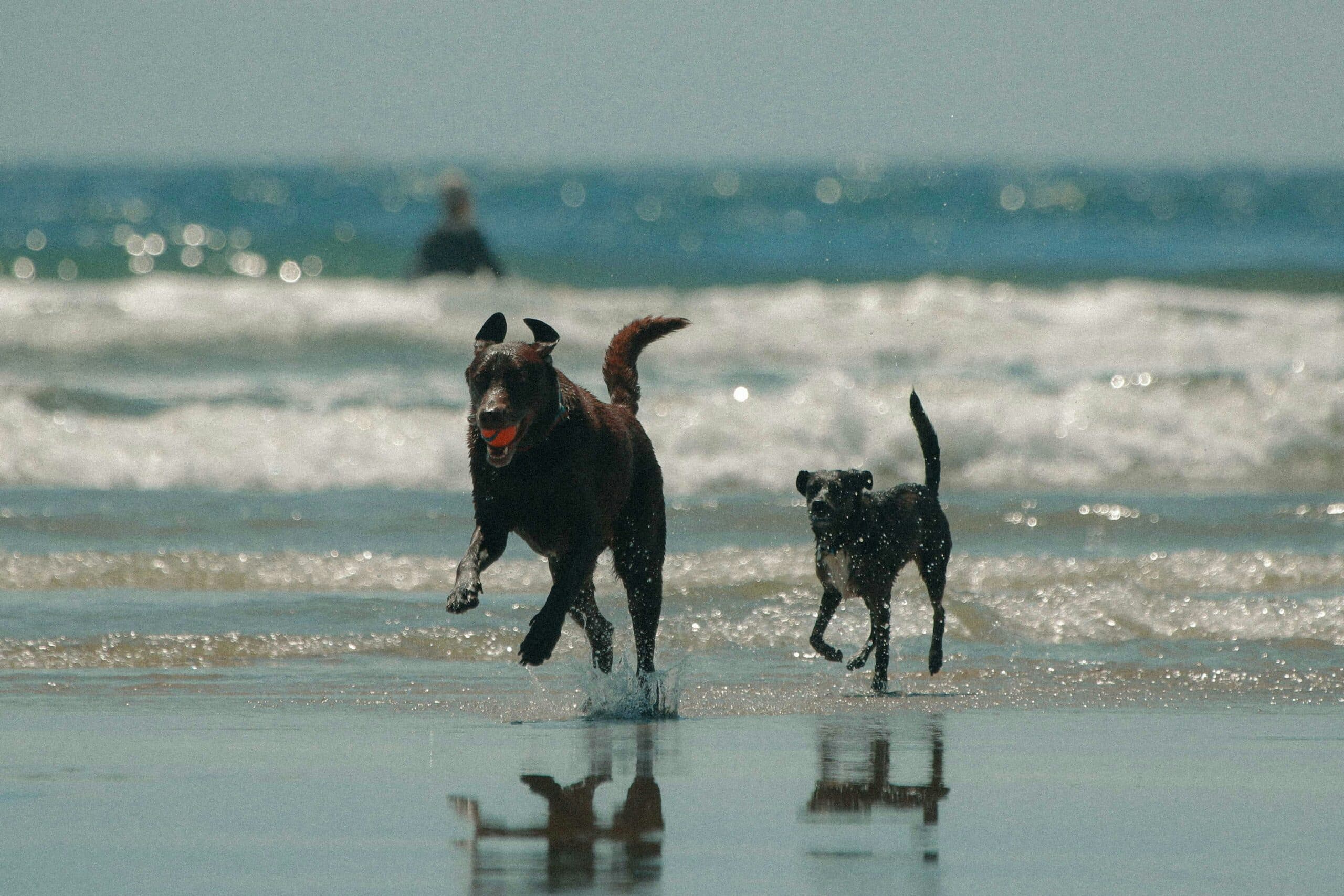 Paw-sitive Summer: Essential Pet Care Tips for Hot Weather