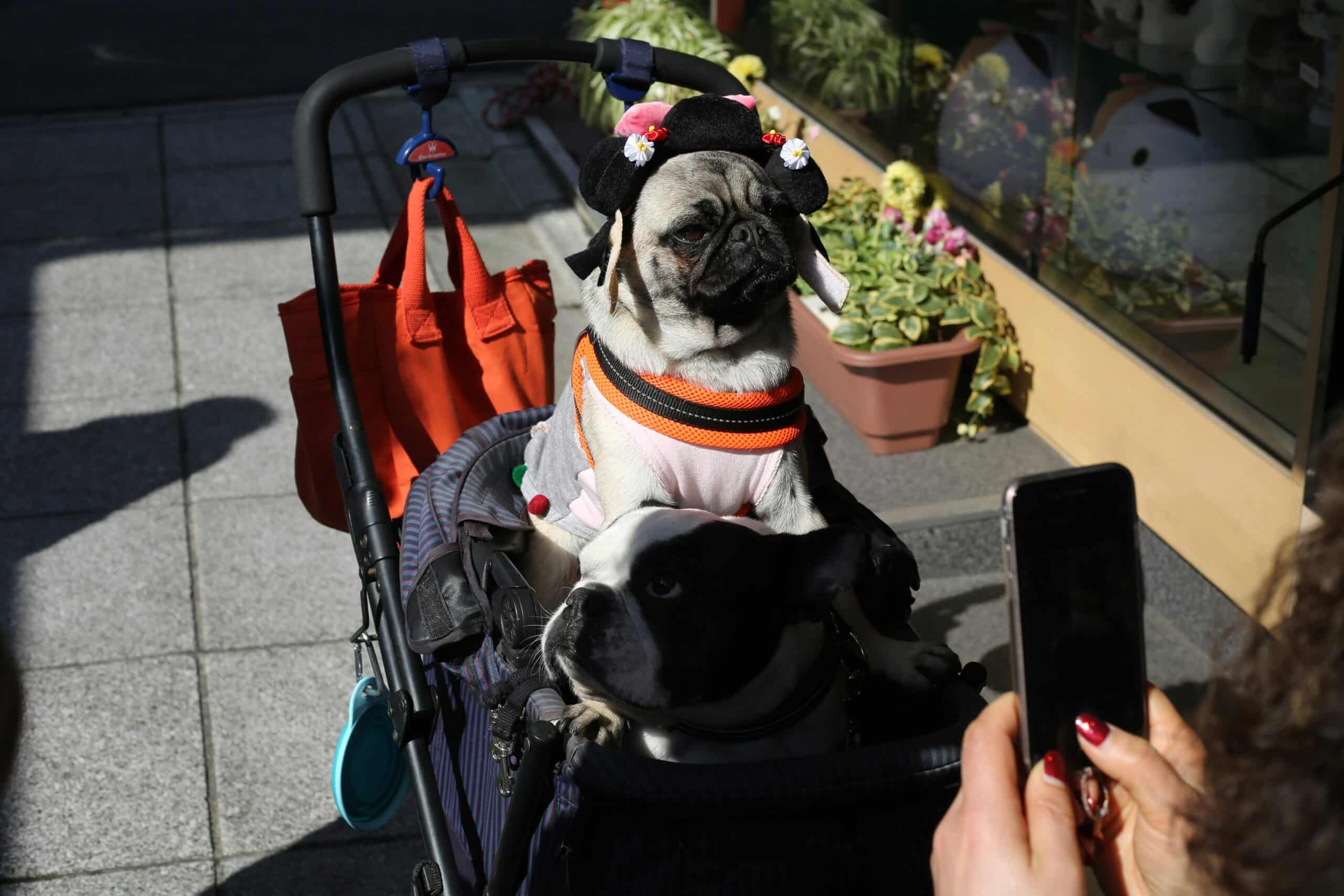7 Tips and Tricks for a Dog-Friendly Halloween