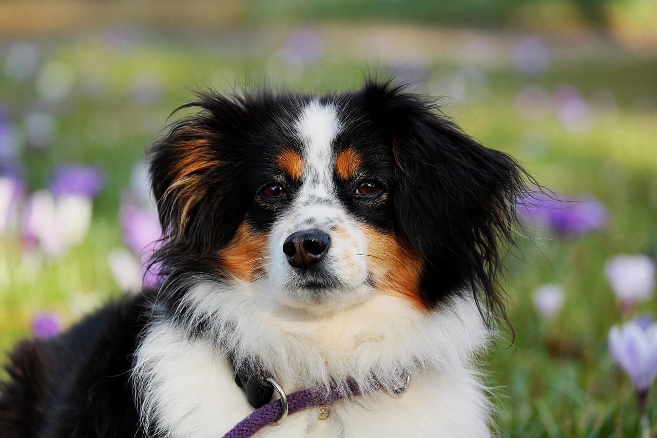 What is a Double Coat on a Dog?