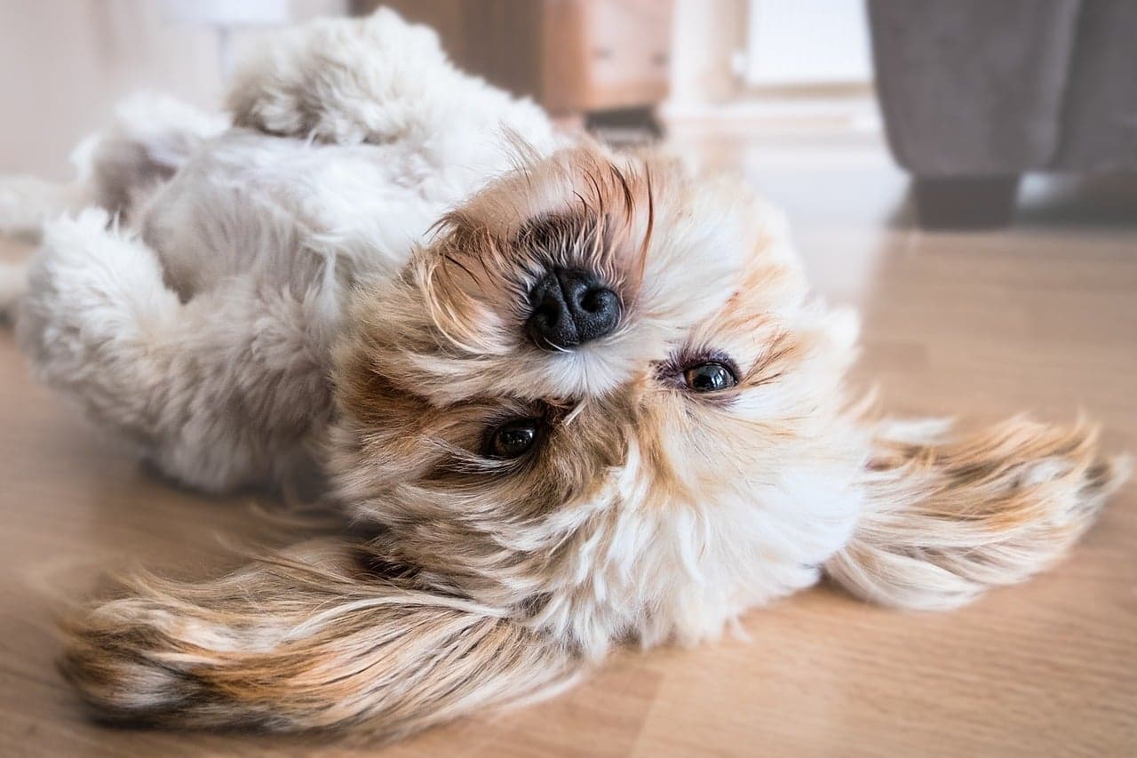 How To Teach A Dog To Play Dead