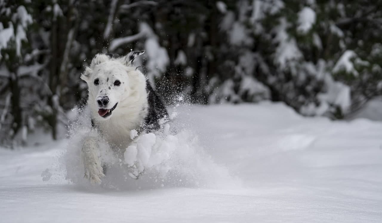 Paw Care in Winter: Protecting Dog Paws from Snow & Salt