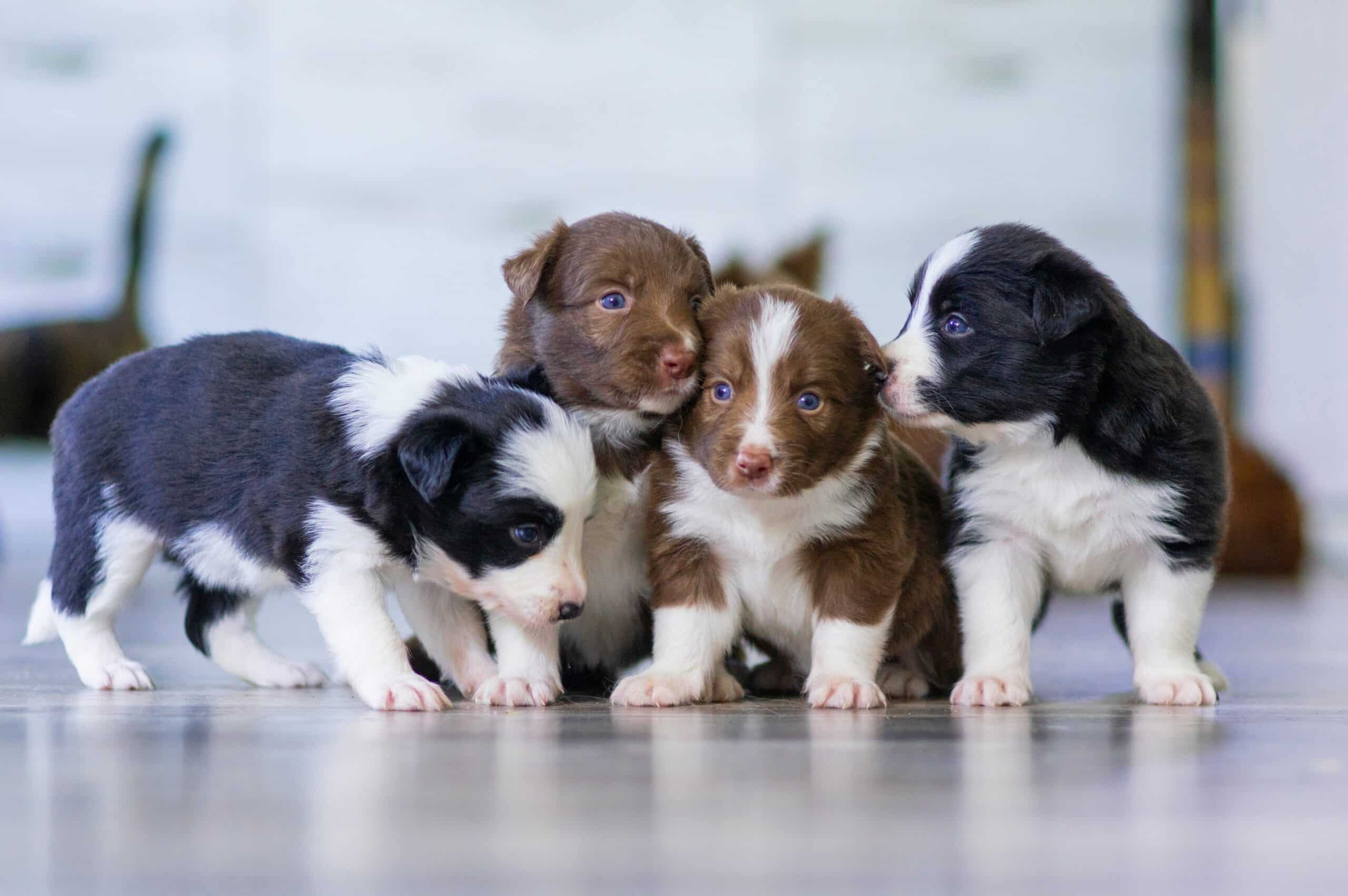 Factors to Consider While Choosing a Reputable Dog Breeder