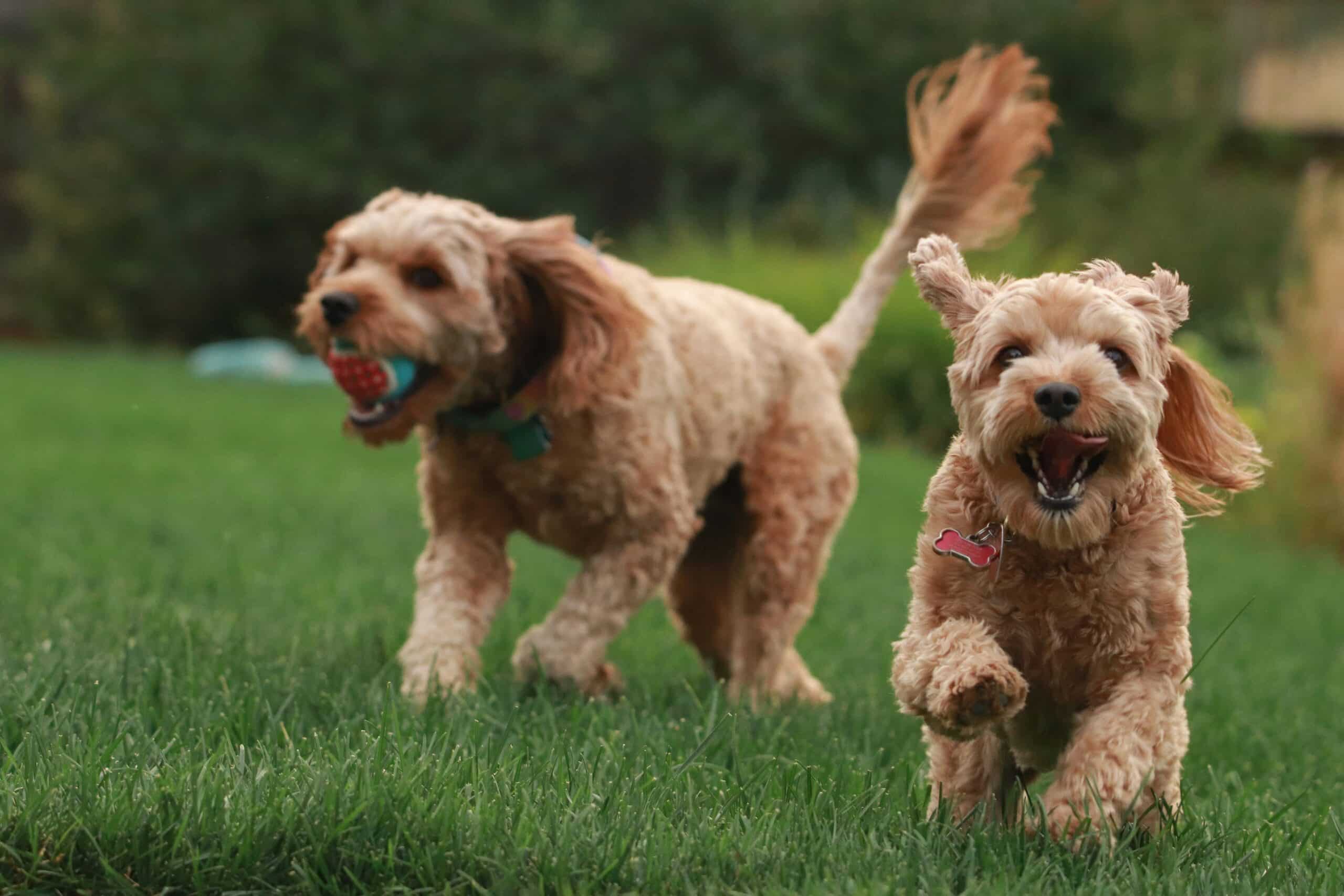 What is Cushing’s Disease in Dogs?