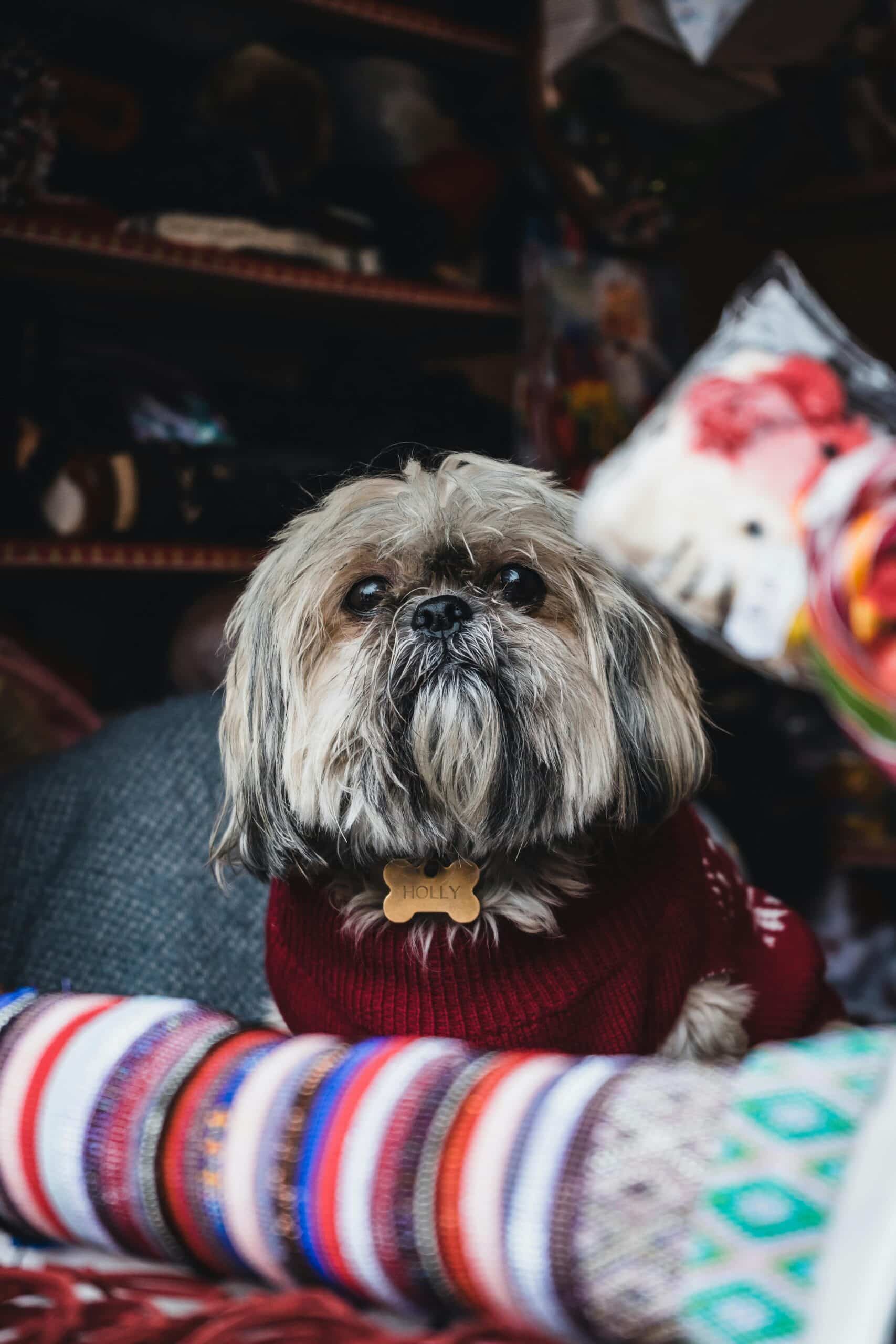 Do Yorkies Need to Wear Clothes? Benefits of Yorkie Apparel