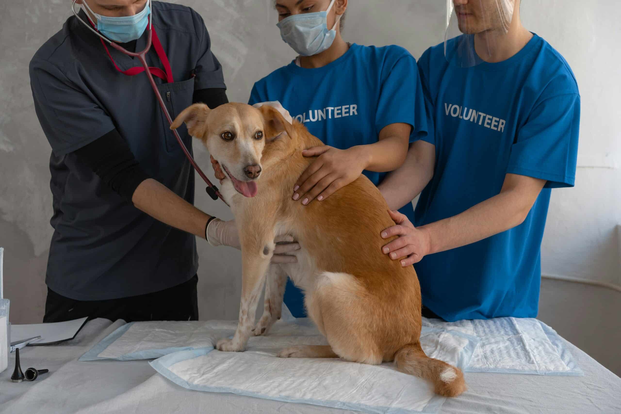 Addison’s Disease in Dogs: Symptoms, Treatment, and Prevention
