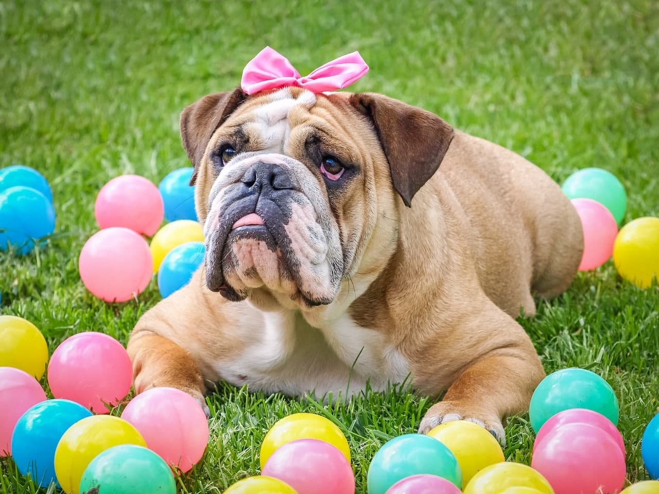 The Female Dog Heat Cycle: Is it a Period?