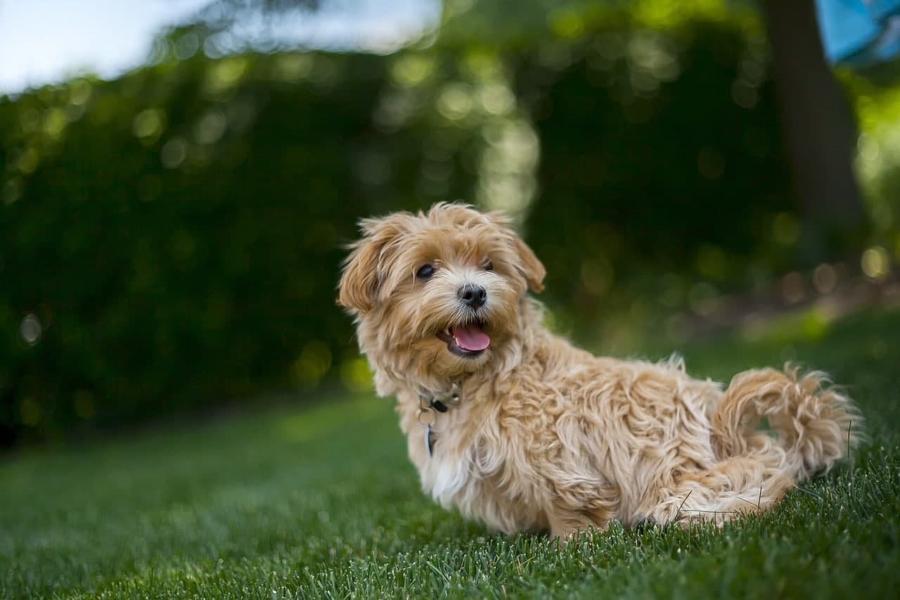 Adopting a Designer Dog Breed: The Good, Bad and Scary Truth