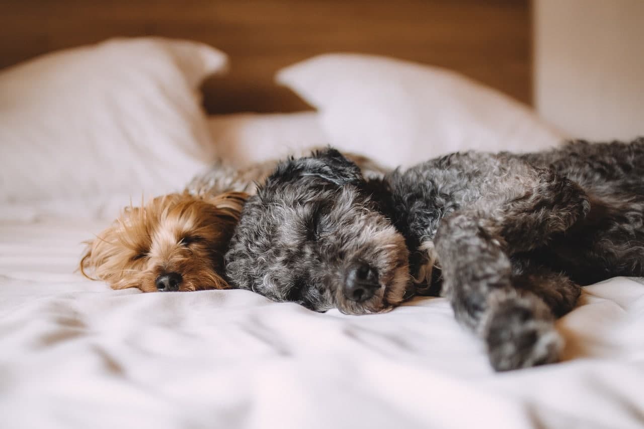 Can Dogs Have Nightmares? A Vet-Backed Guide
