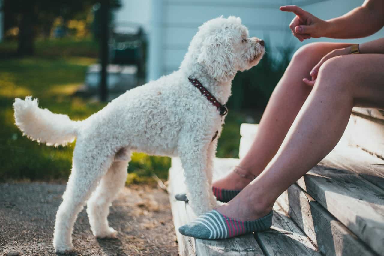 Not a Bad Dog: Understanding & Fixing Untrained Behaviors