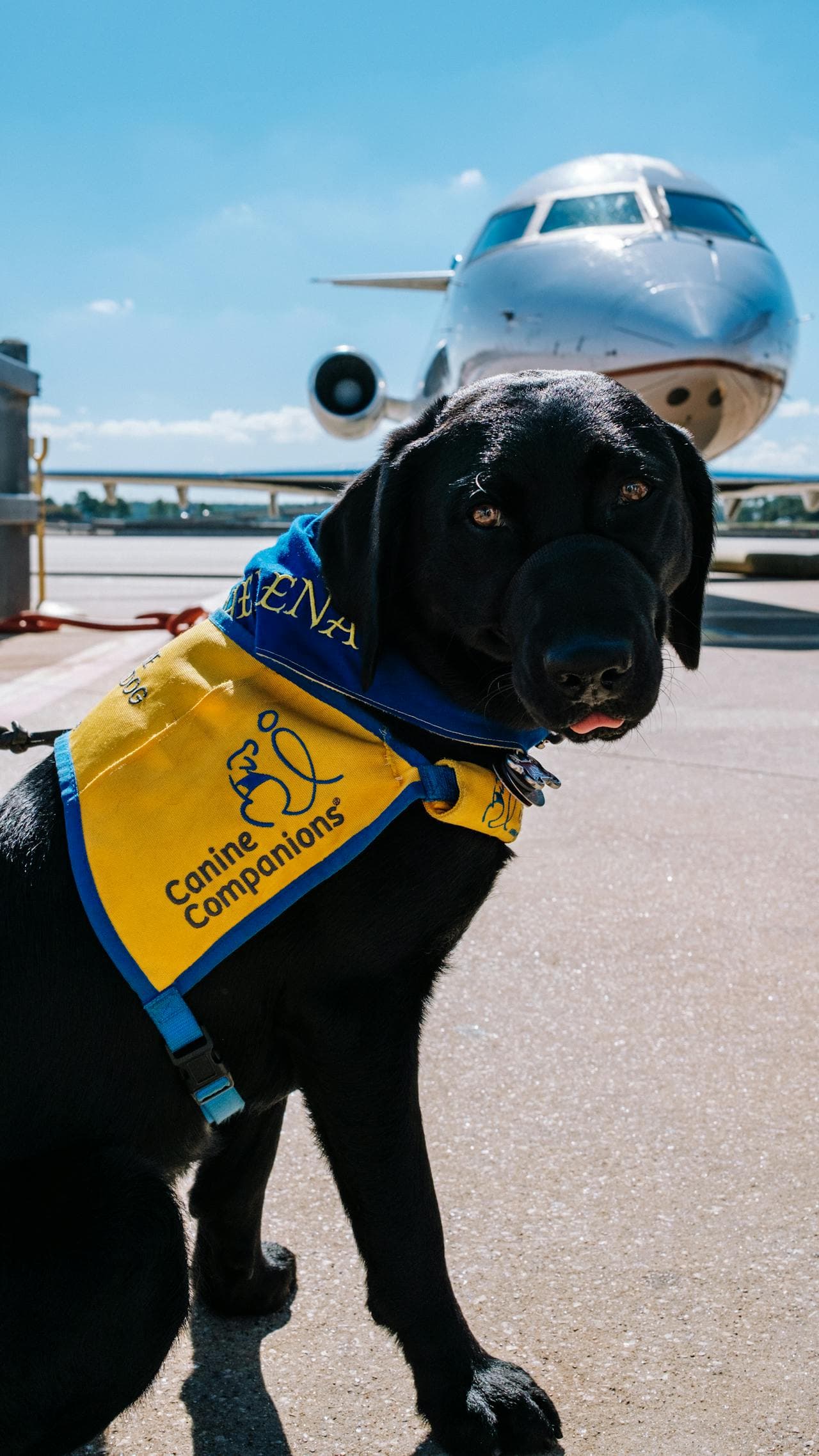 Tips on Picking Out an Airline-Friendly Dog Carrier