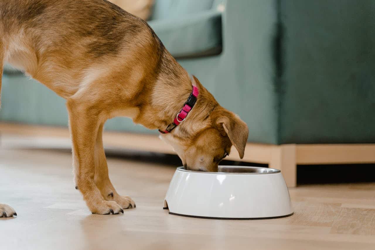 Choosing the best Food for Your Senior Dog
