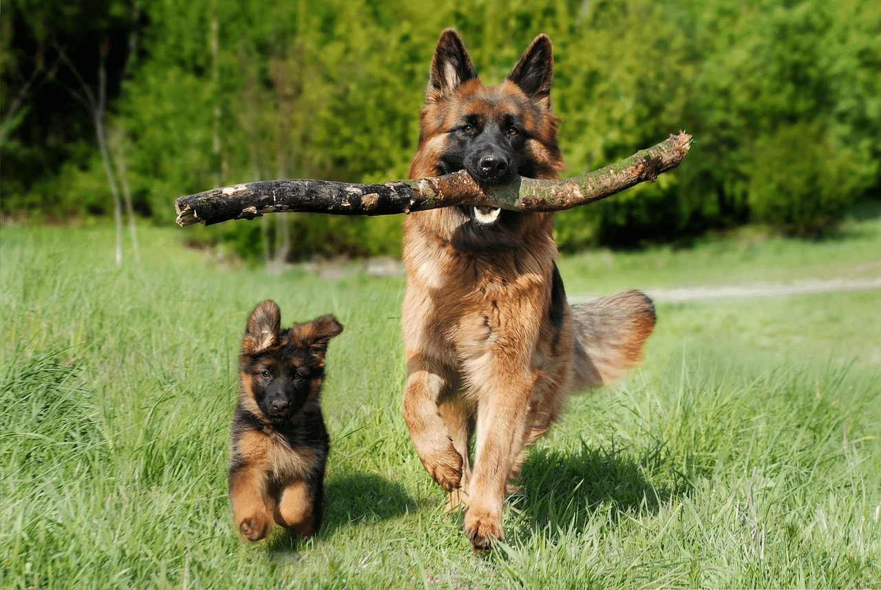 Animal Friends For a Lonely Dog: Best Dog Companions