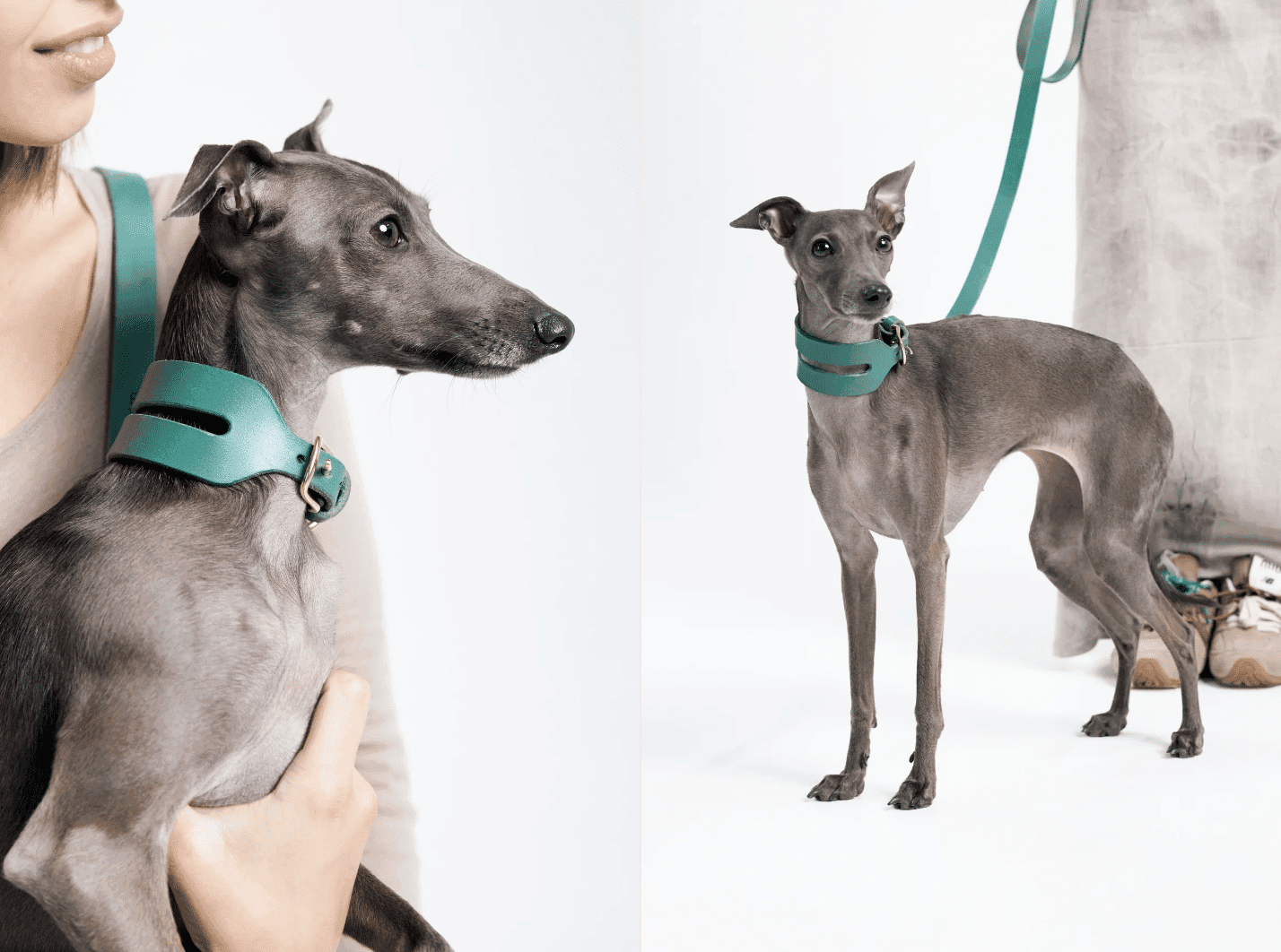 Essential Dog Collars: The Aeris Wide Dog Collar in Green