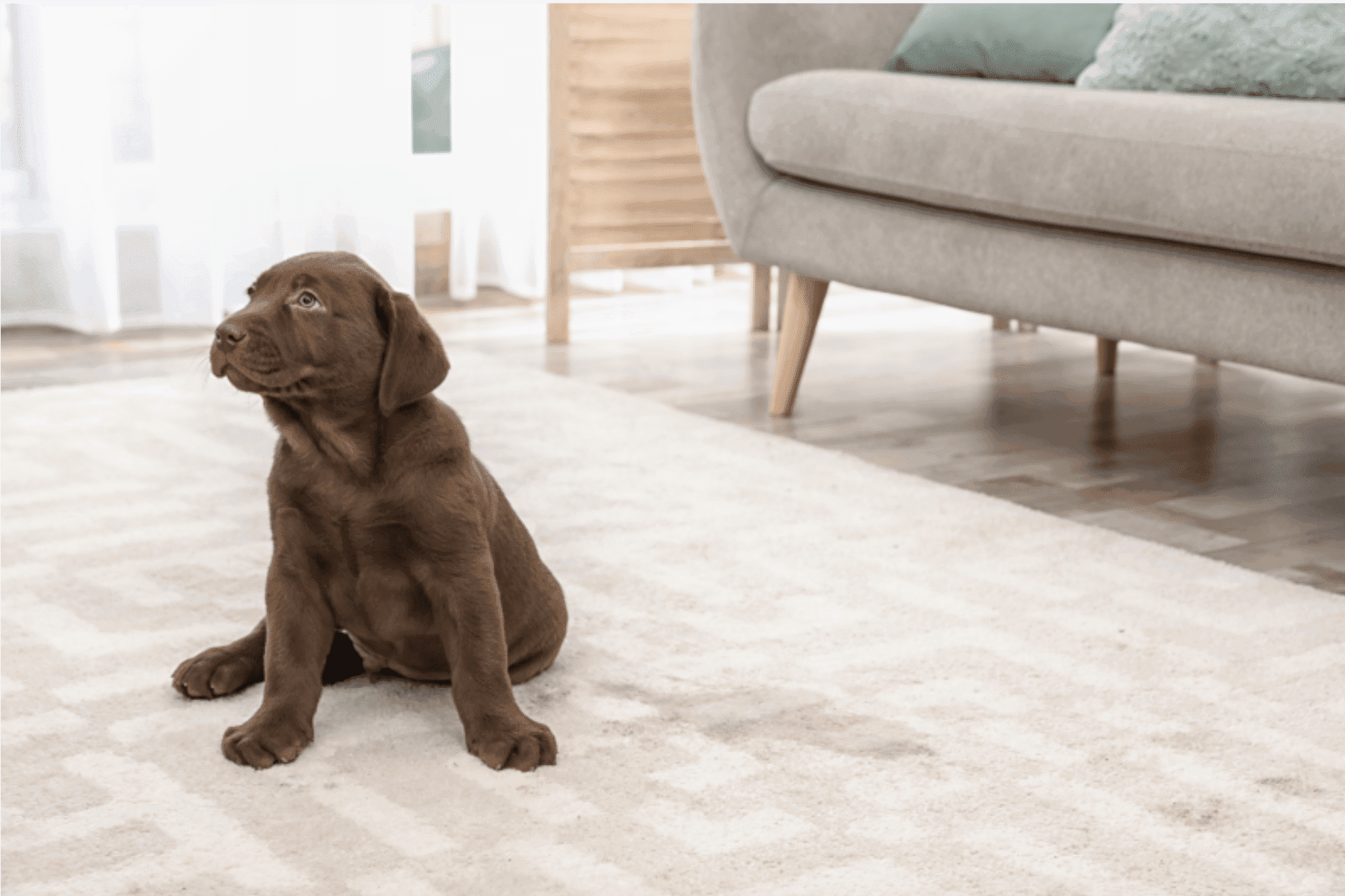 How to Get Rid of Dog Urine Odor for Good