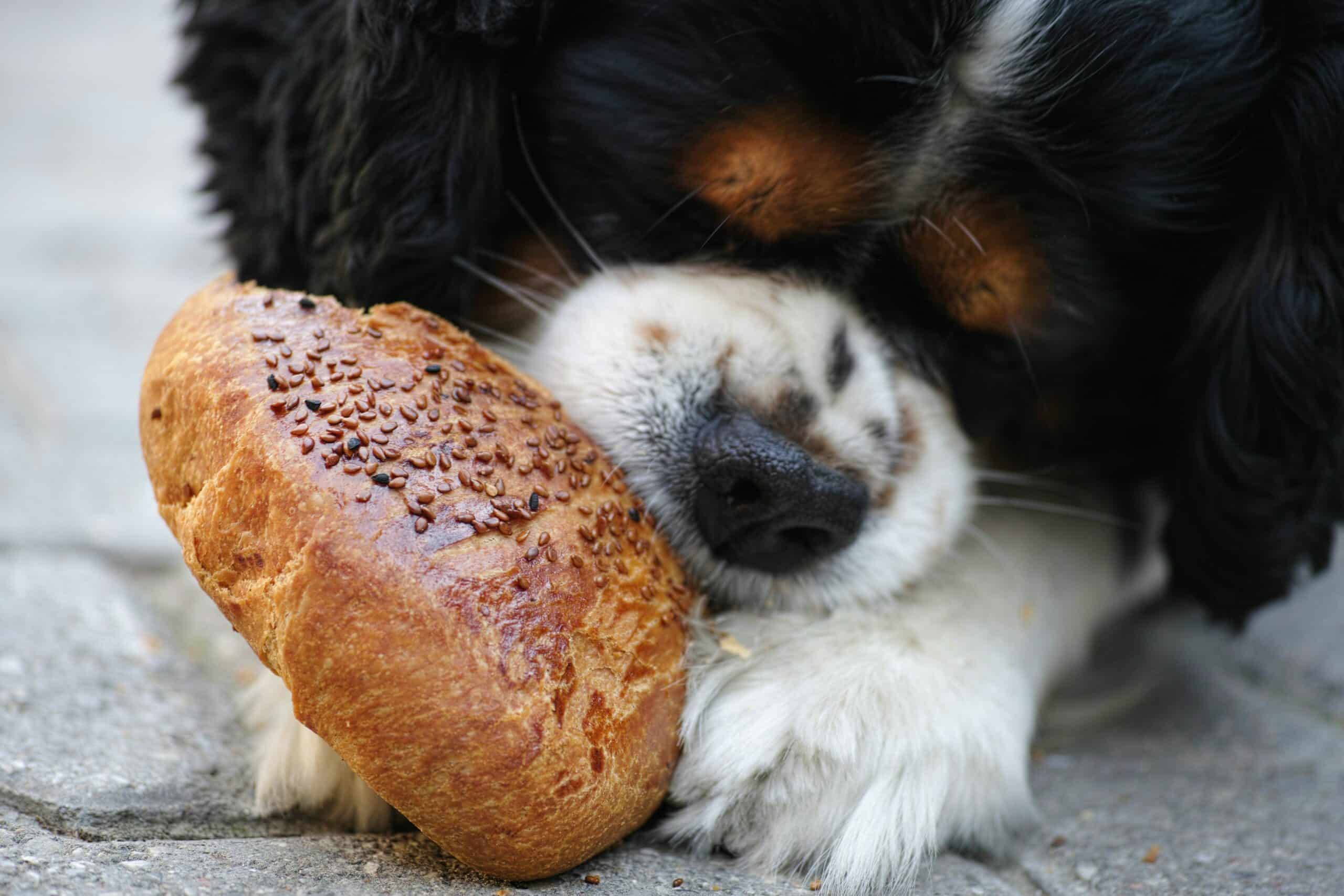 Expert Advice On Feeding Dogs – Everything You Need To Know