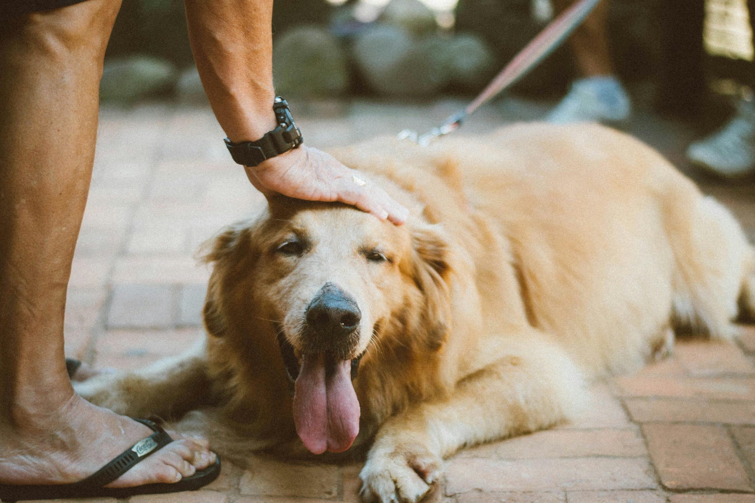 Recognizing Emergency Vet Signs: Key Tips for Dog Owners