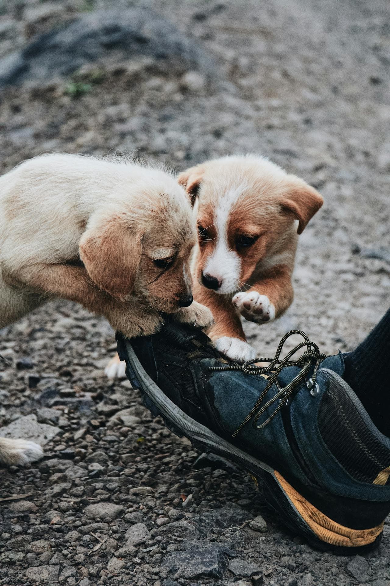 Why Dogs Chew Shoes (and 10 Proven Ways to Stop Them)