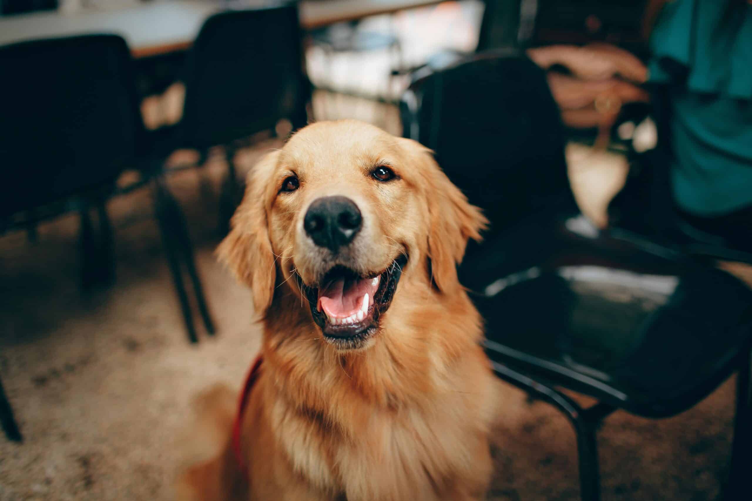 Top Dog Trends to Enhance your Pooch’s Life