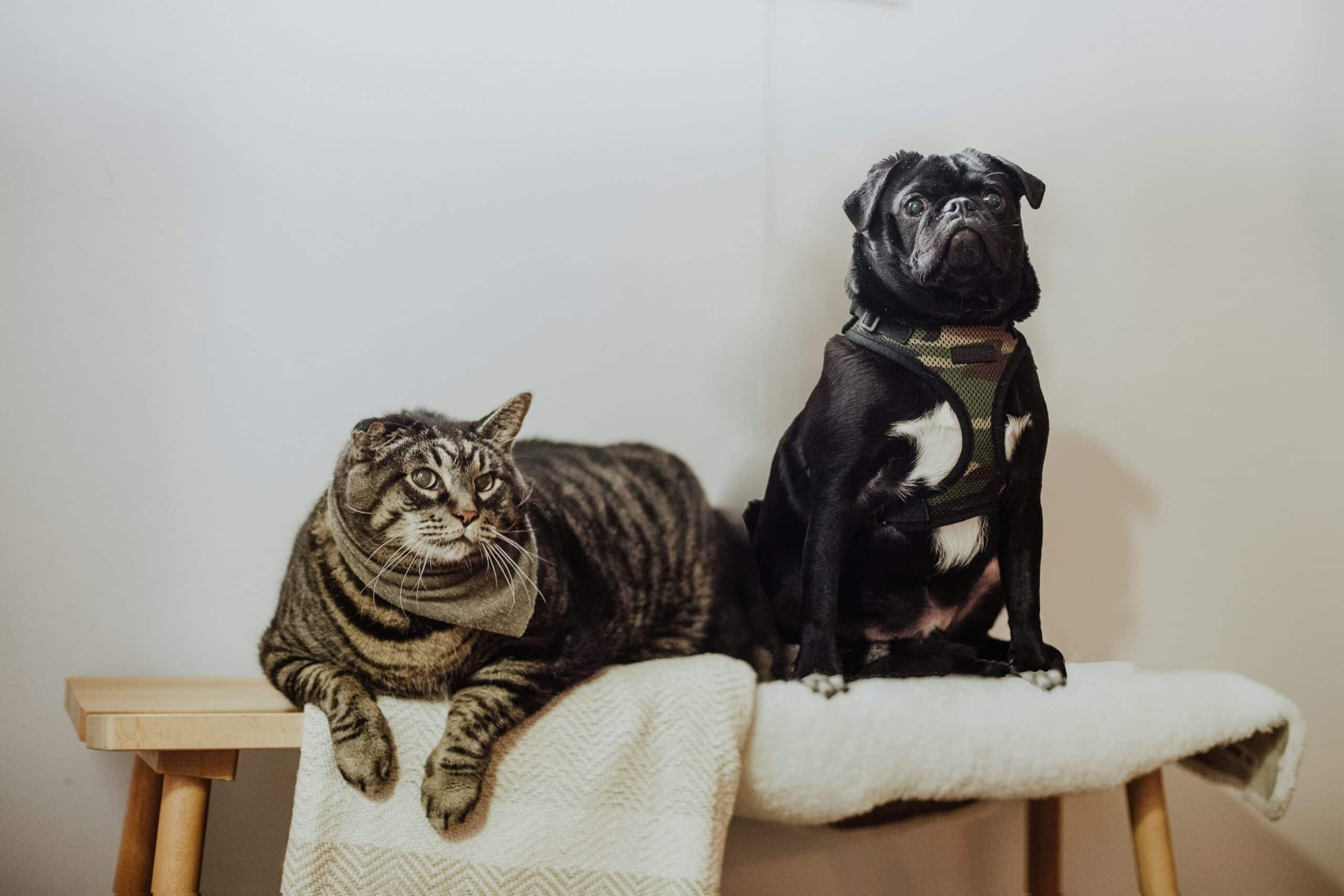 New Data Shows Cats are More Popular than Dogs in Europe