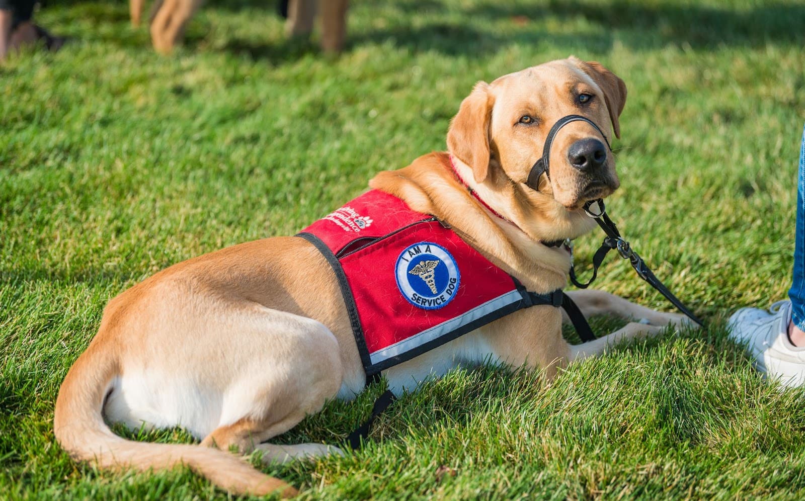 Service Dog Guide: Tips for Owners and the Public