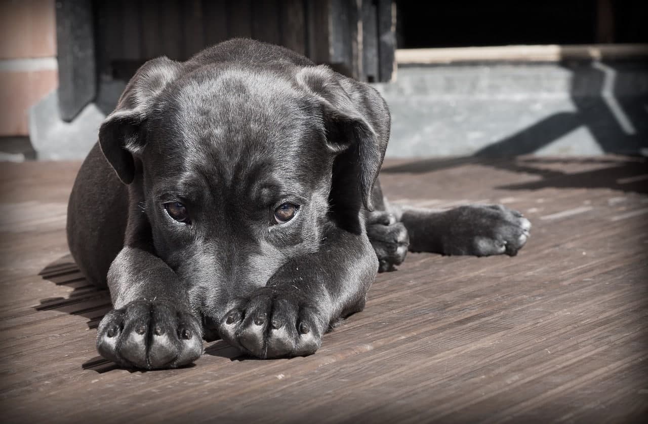 Understanding Pet Insurance: Chronic and Hereditary Conditions