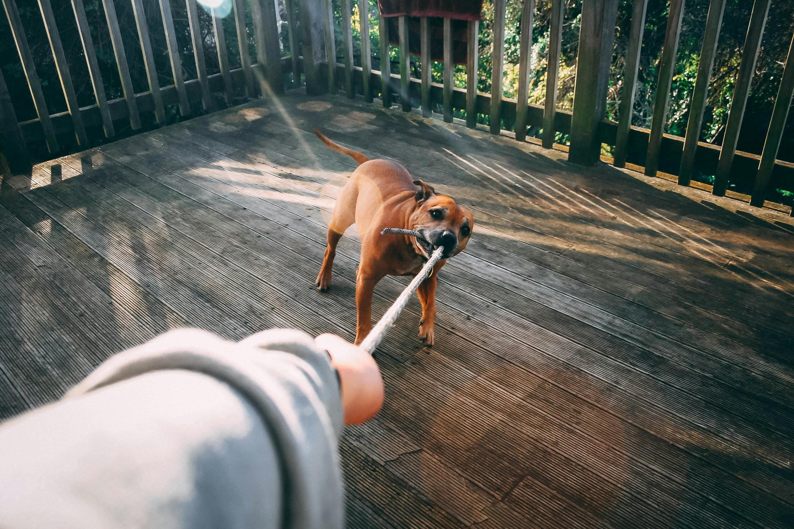 Risks on the Route: Why Postal Workers Face Higher Risks of Dog Bites